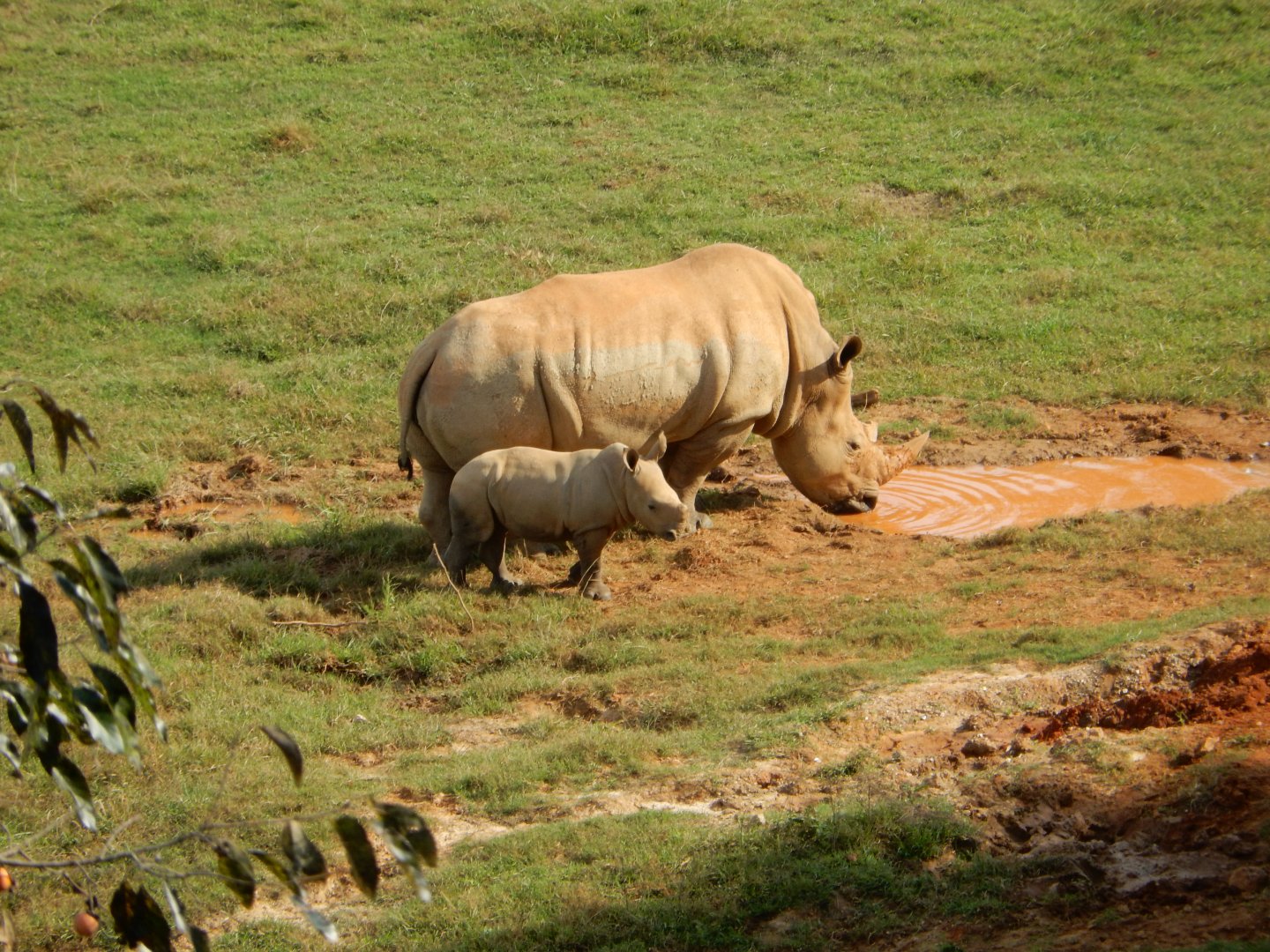 9/23/2018 - White Rhino and Calf