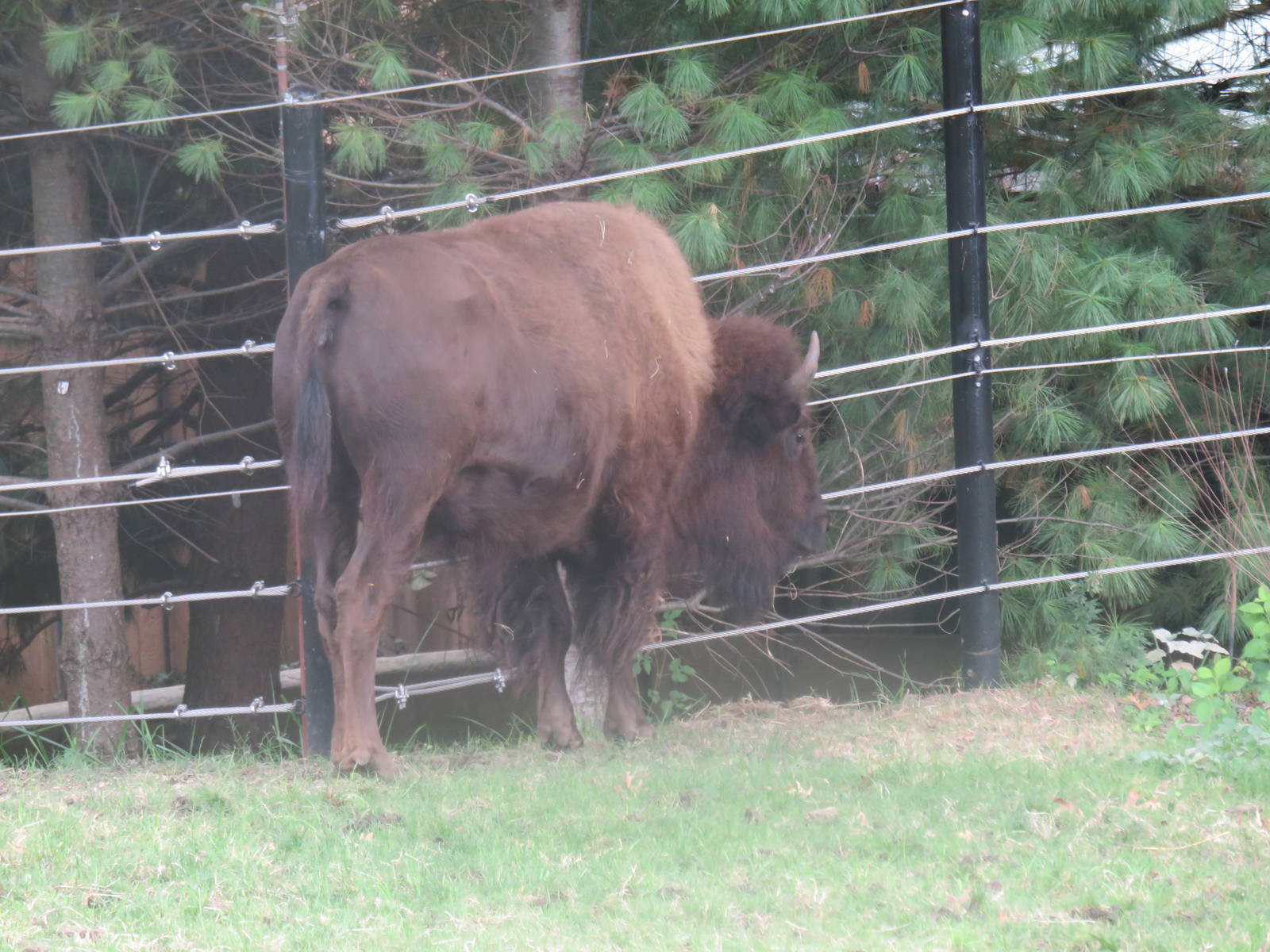 9/27/15 - American Bison