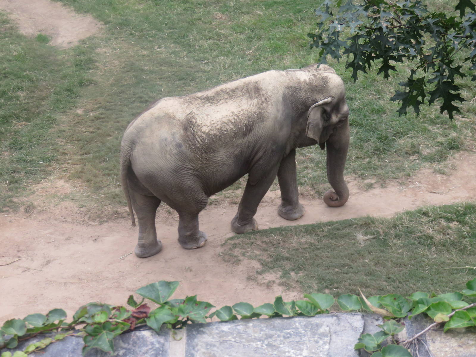 9/27/15 - Asia Trail - Asian Elephant