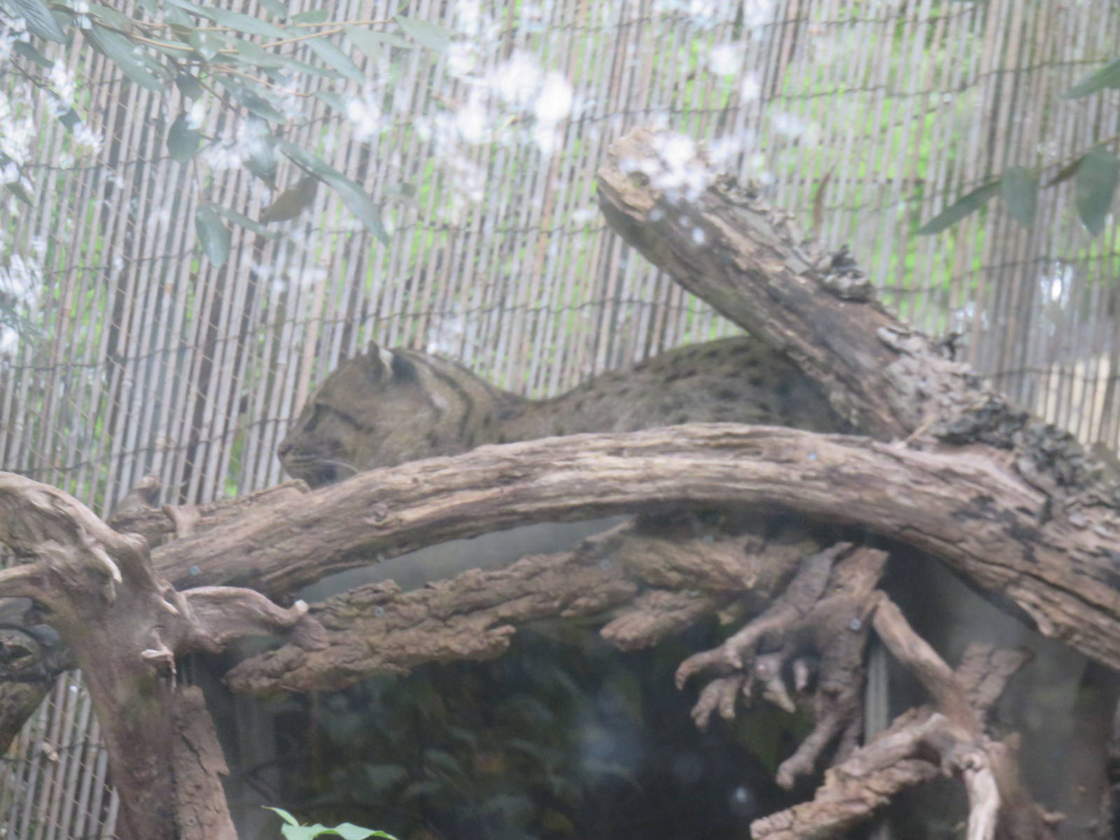 9/27/15 - Asia Trail - Fishing Cat