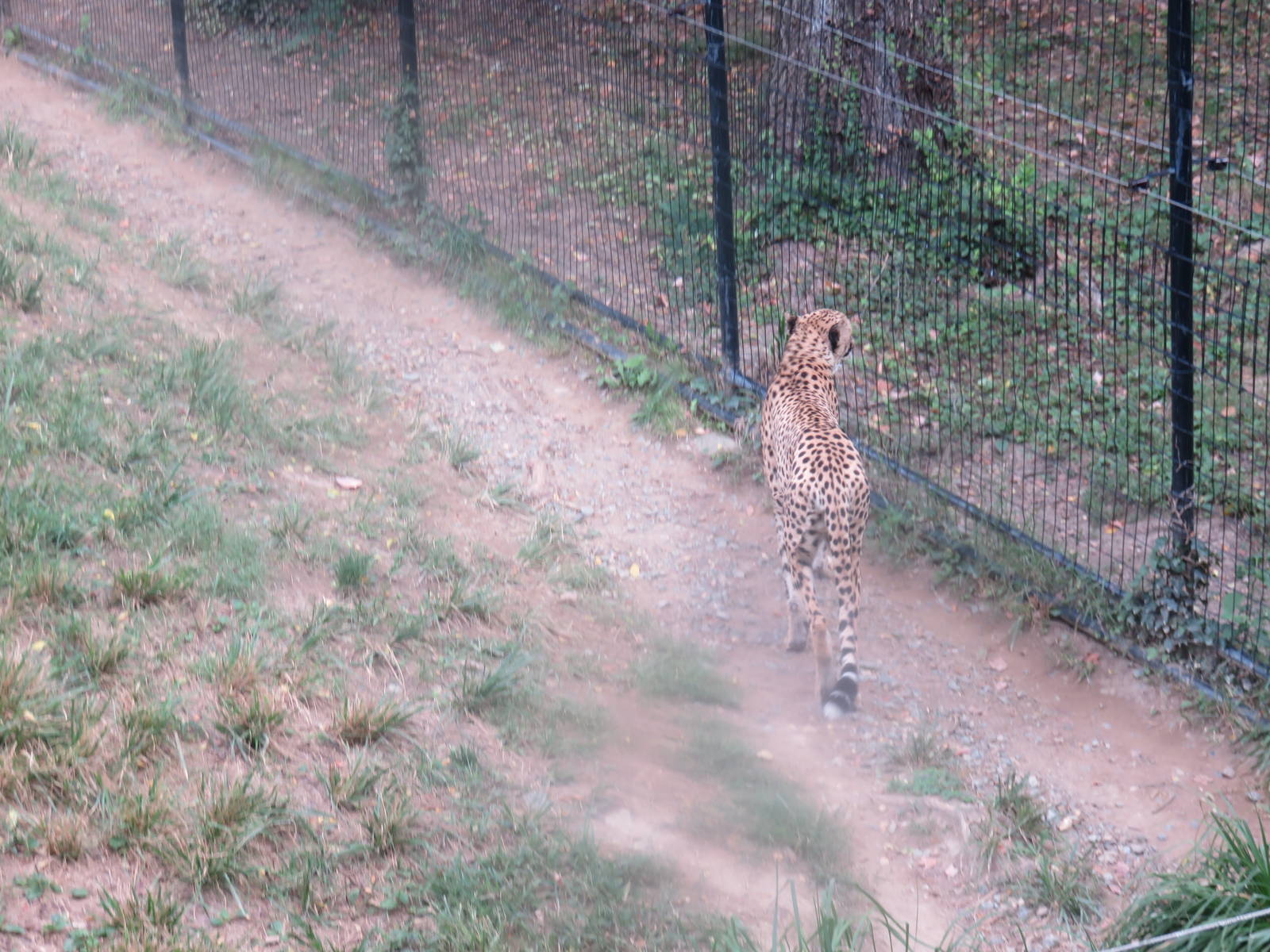 9/27/15 - Cheetah Conservation Station - Cheetah
