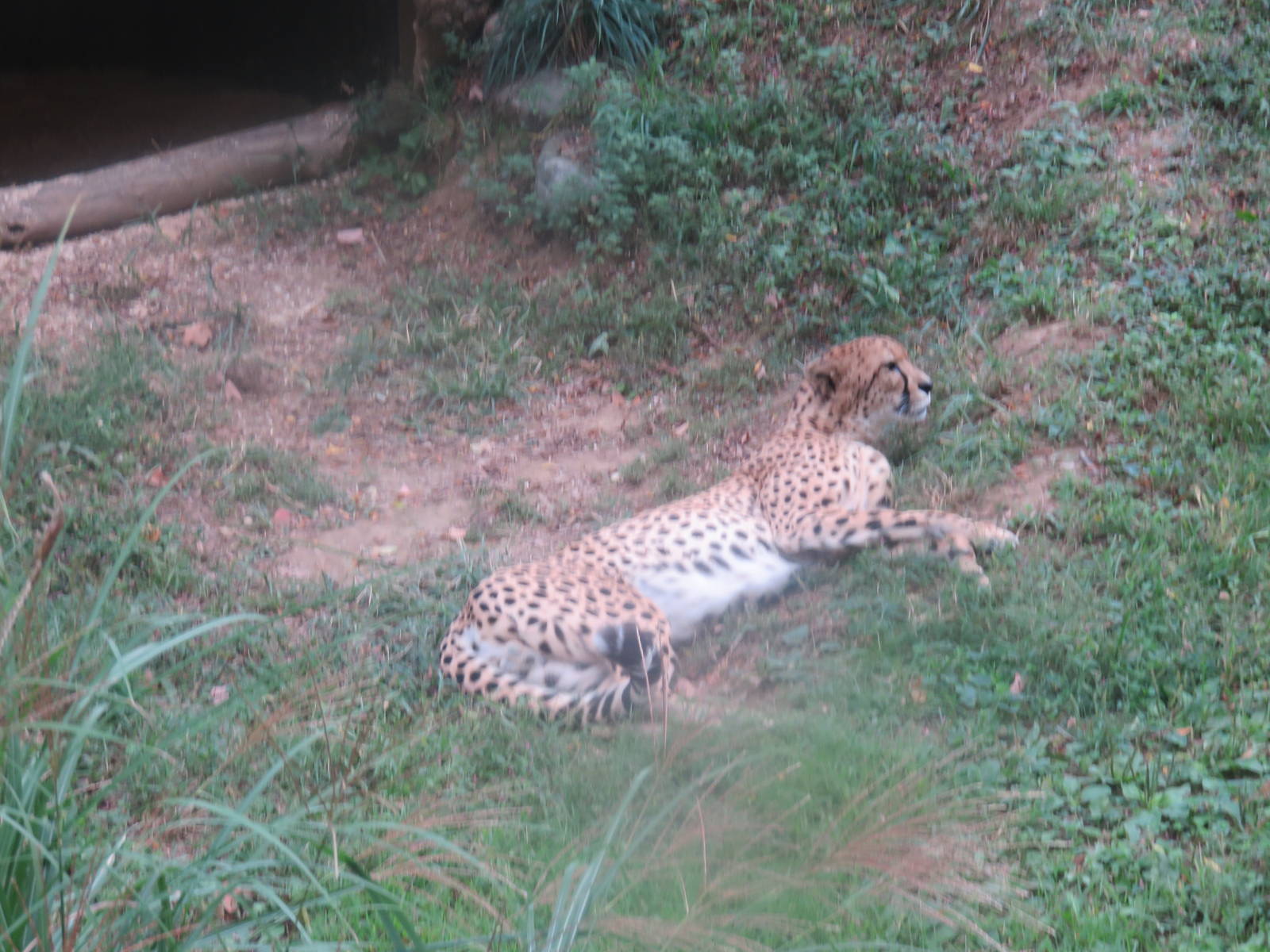 9/27/15 - Cheetah Conservation Station - Cheetah