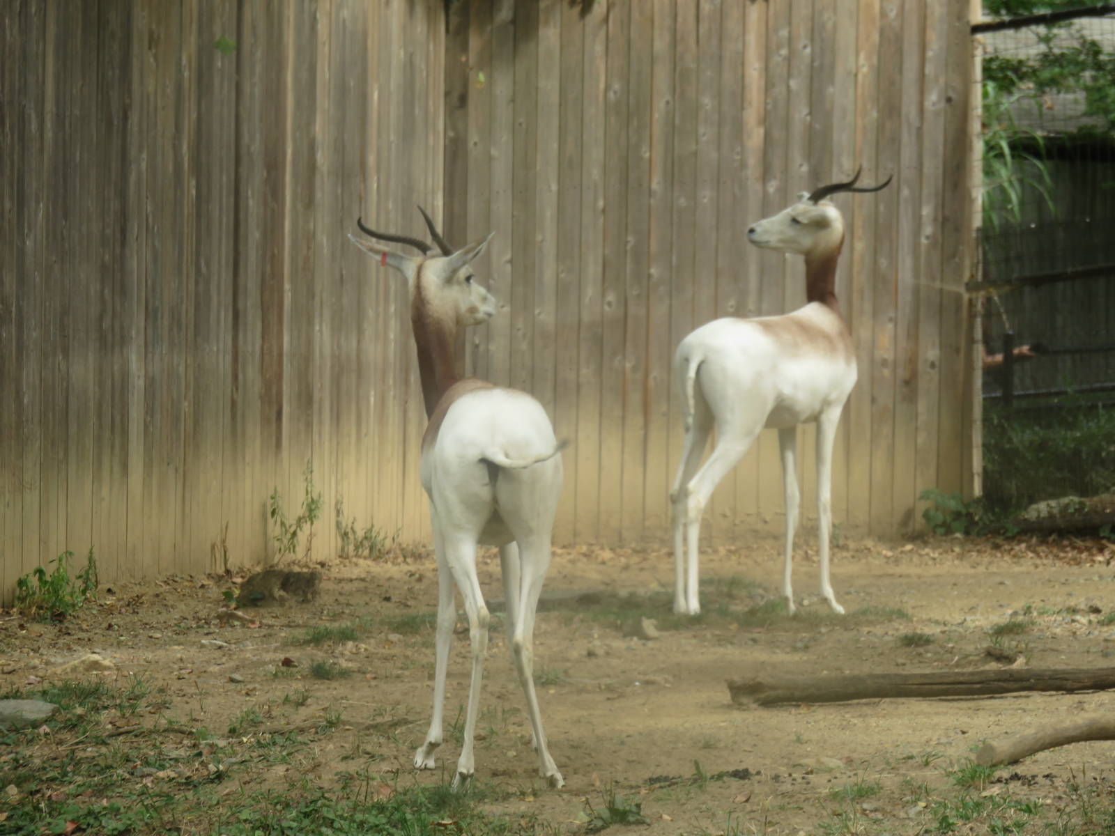 9/27/15 - Cheetah Conservation Station - Dama Gazelle
