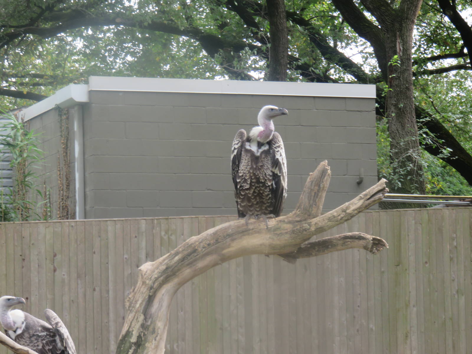 9/27/15 - Cheetah Conservation Station -  R?ppell's Griffon Vulture