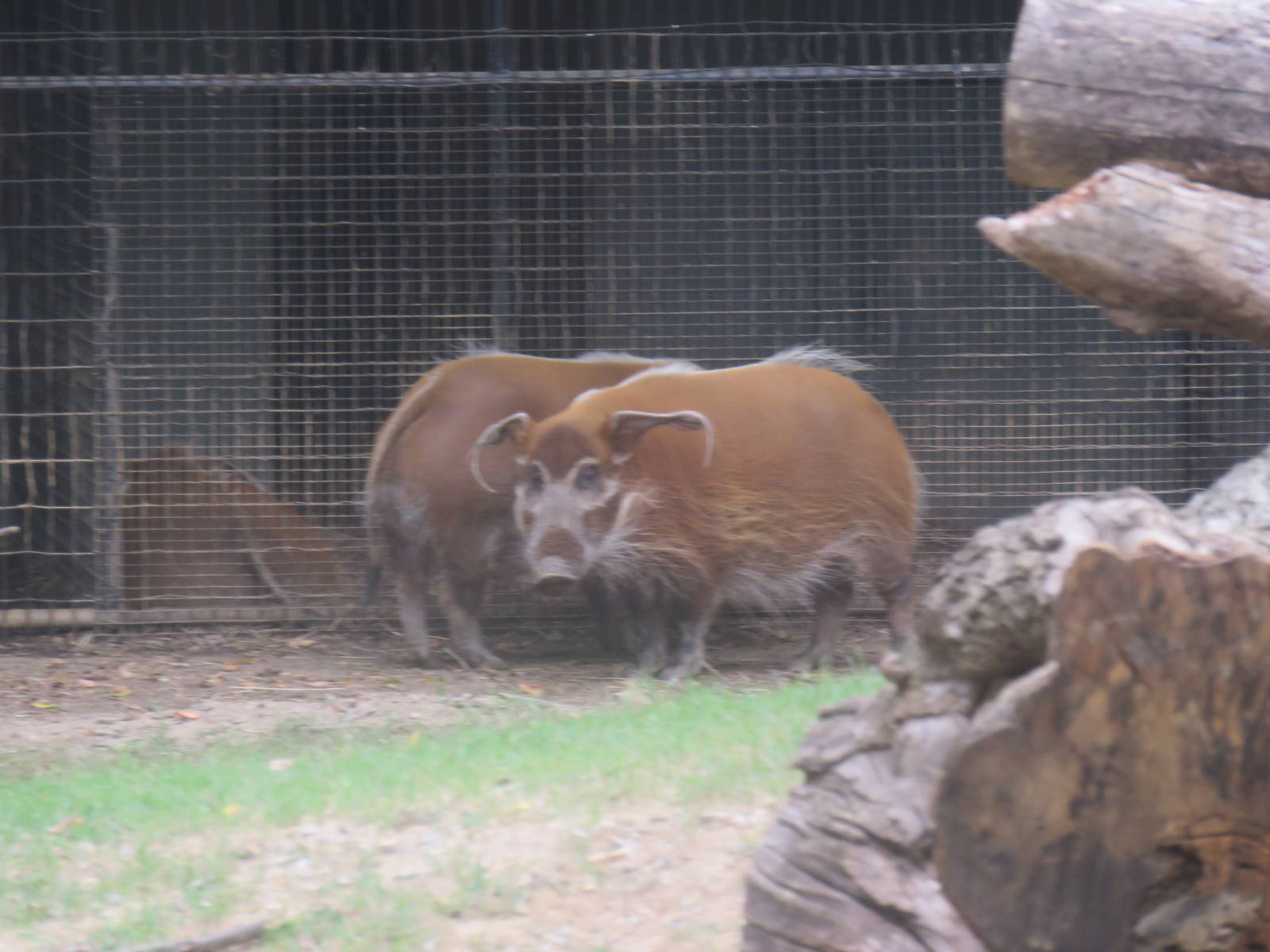 9/27/15 - Cheetah  Conservation Station - Red River Hog
