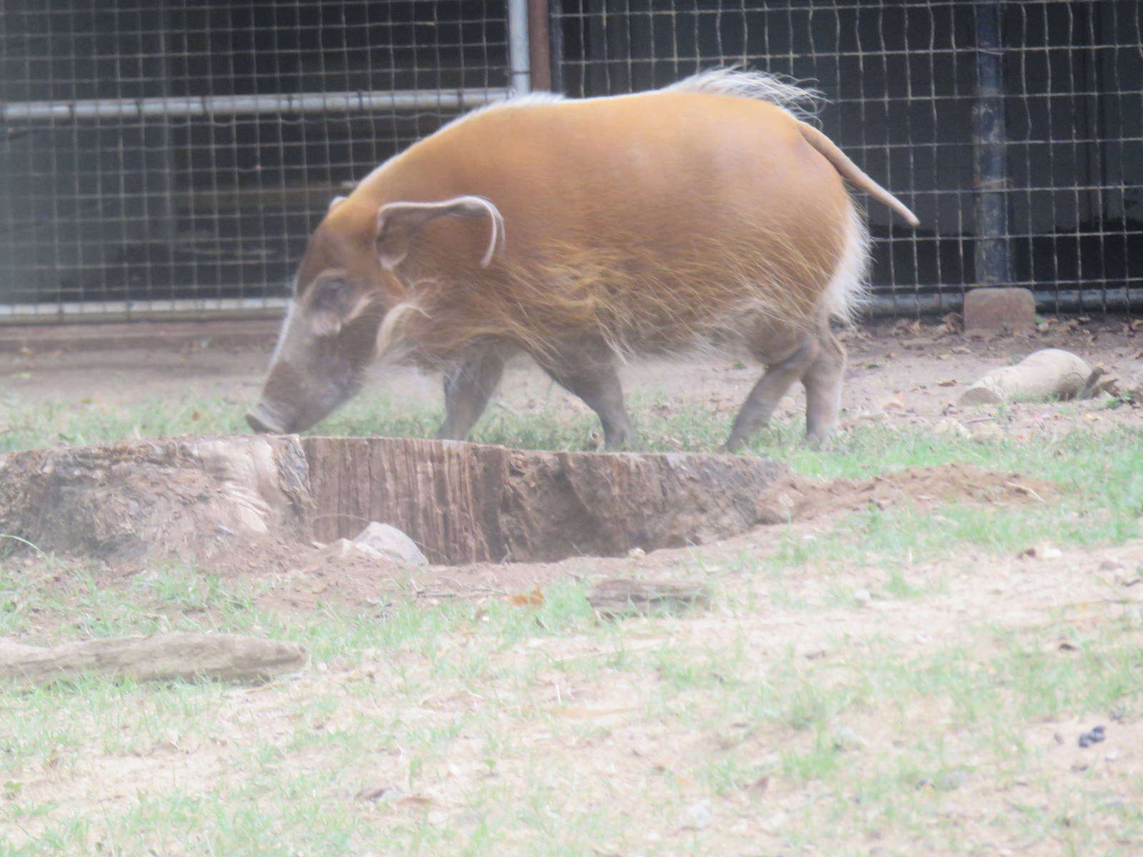 9/27/15 - Cheetah  Conservation Station - Red River Hog