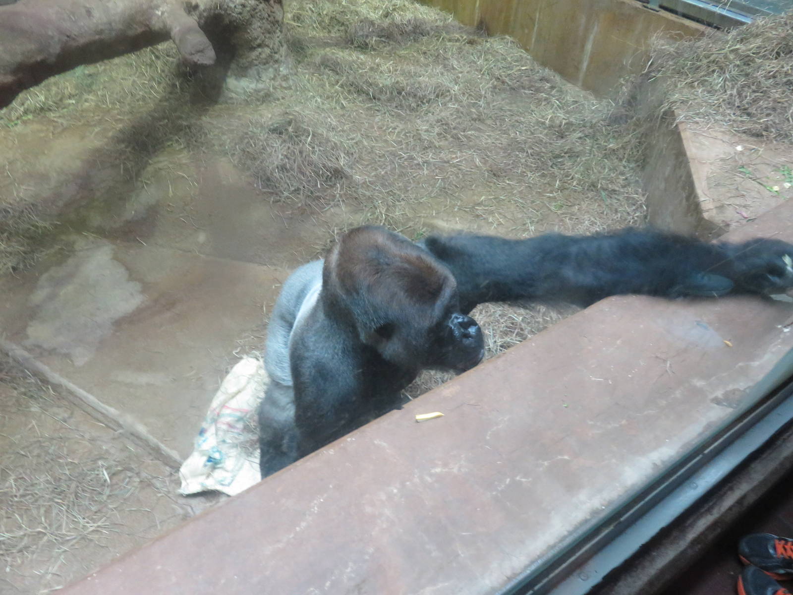 9/27/15 - Great Ape House - Western Lowland Gorilla