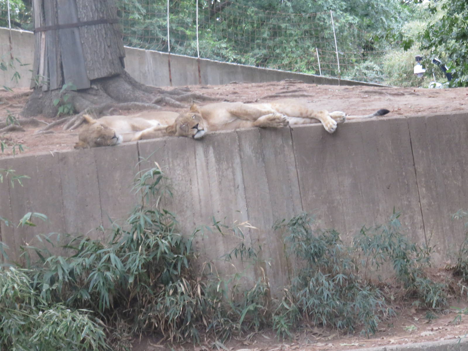 9/27/15 - Great Cats - African Lion