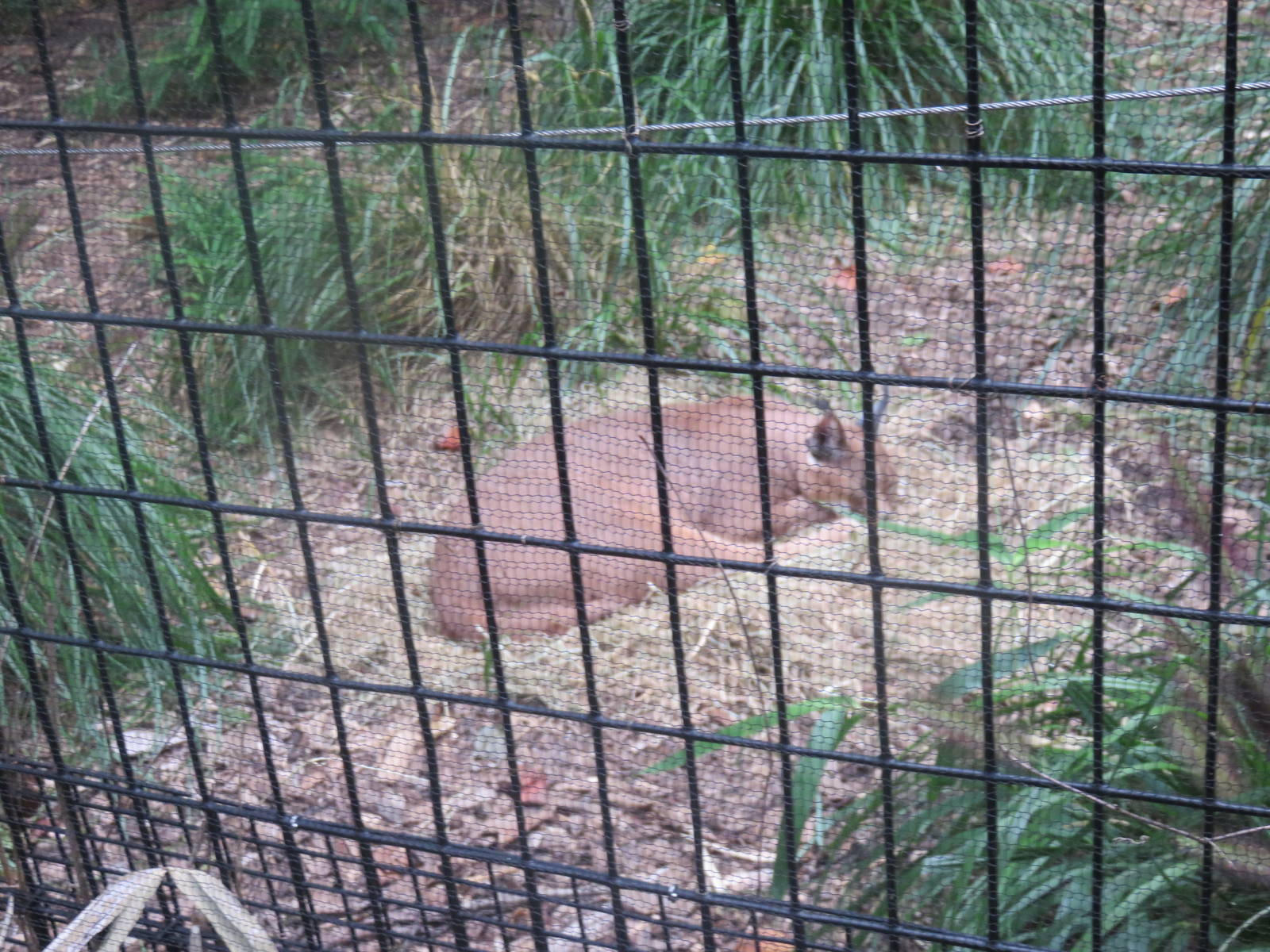 9/27/15 - Great Cats - Caracal