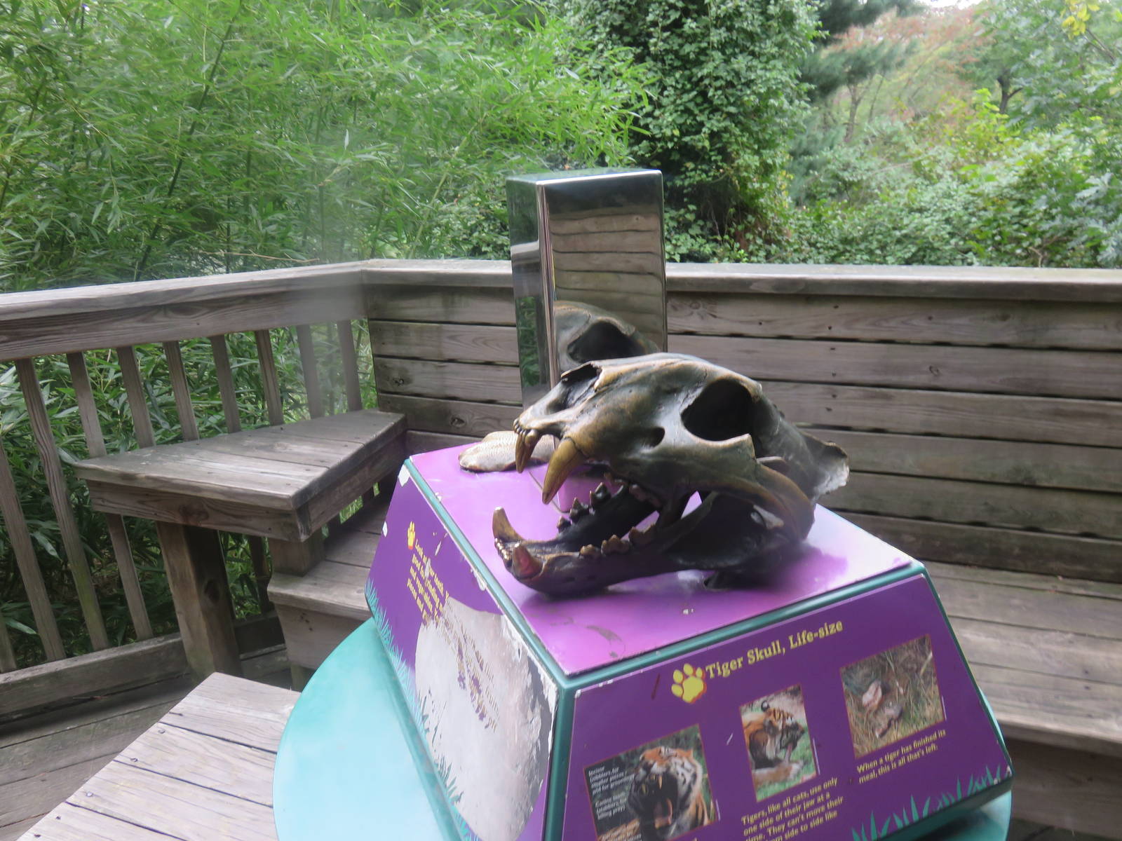 9/27/15 - Great Cats - Tiger Skull - Not Real