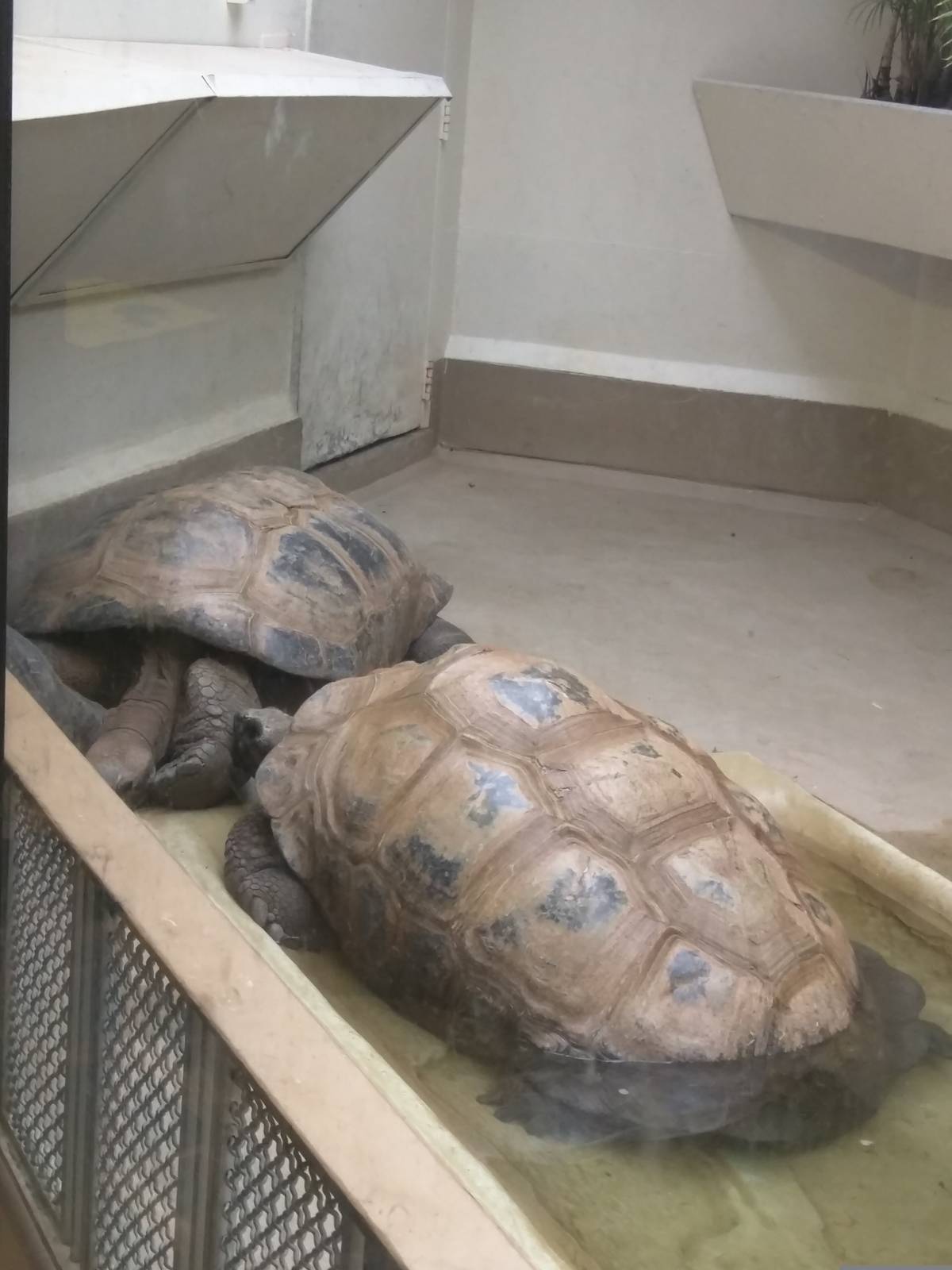 9/27/15 - Reptile Discovery Center - Aldabra Tortoise