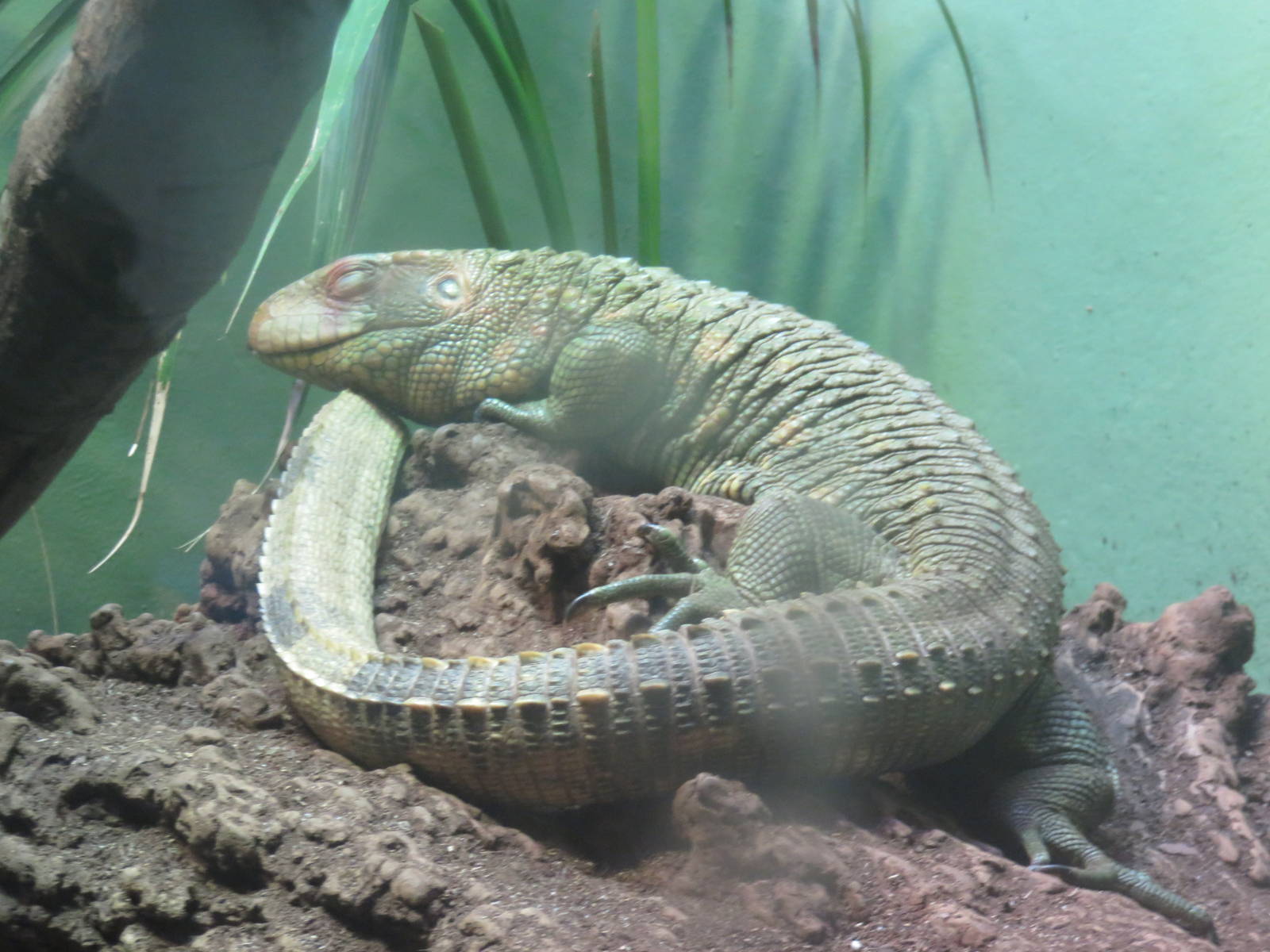 9/27/15 Reptile Discovery Center - Caiman Lizard