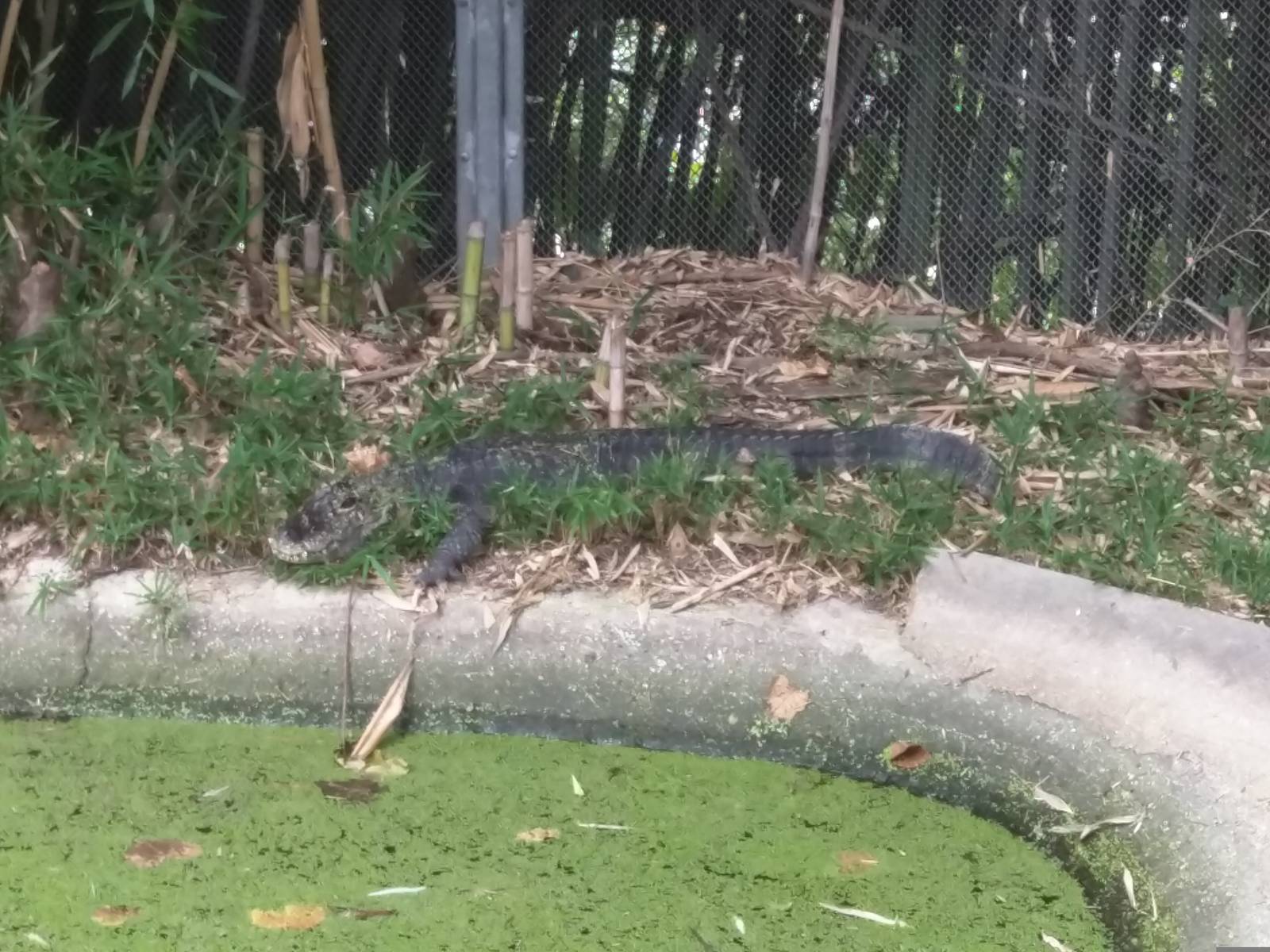 9/27/15 - Reptile Discovery Center - Chinese Alligator