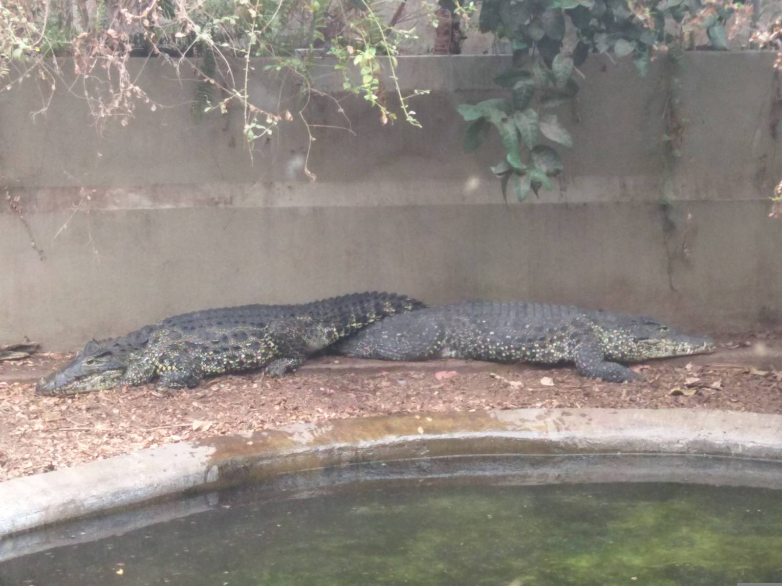 9/27/15 Reptile Discovery Center - Cuban Crocodile