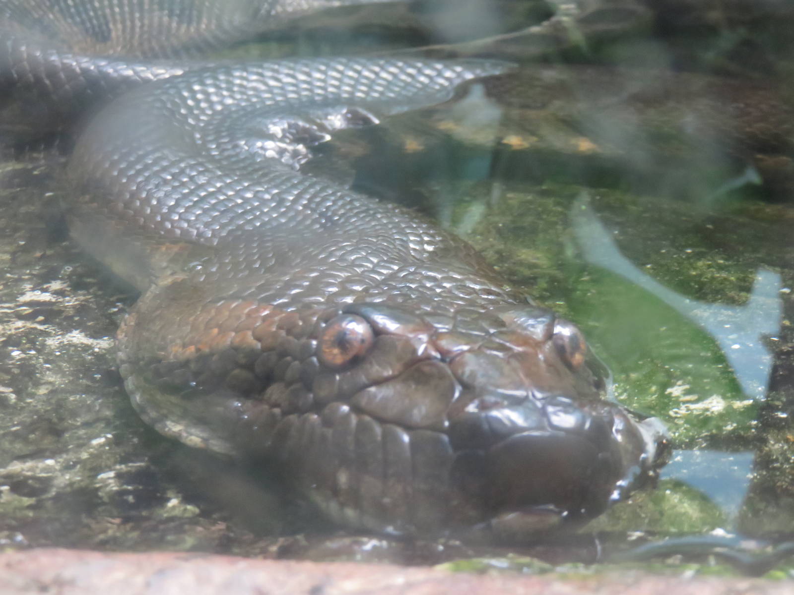 9/27/15 - Reptile Discovery Center - Green Anaconda