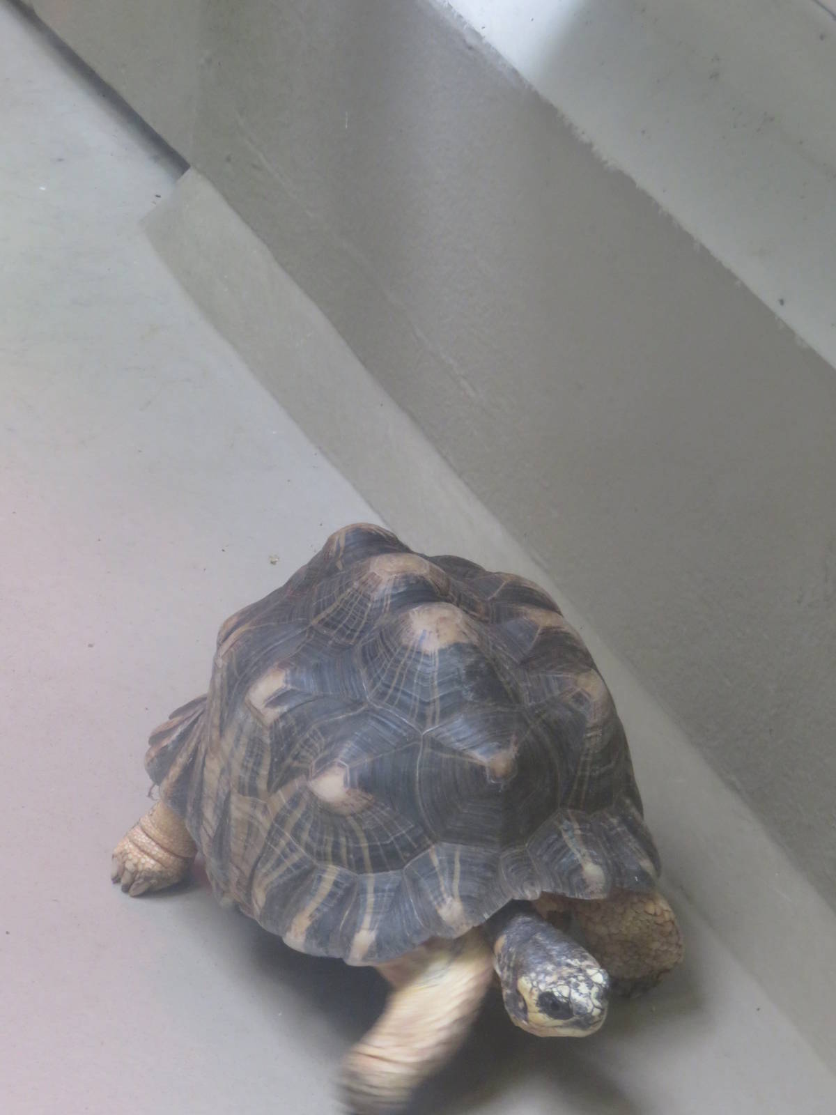 9/27/15 - Reptile Discovery Center - Radiated Tortoise