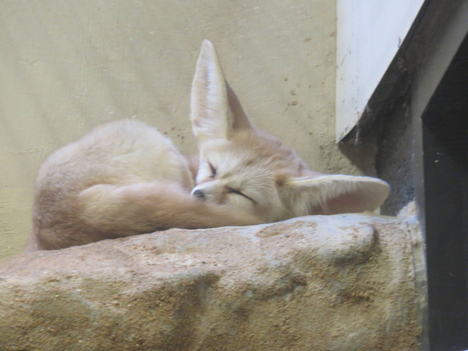 9/27/15 - Small Mammal House - Fennec Fox