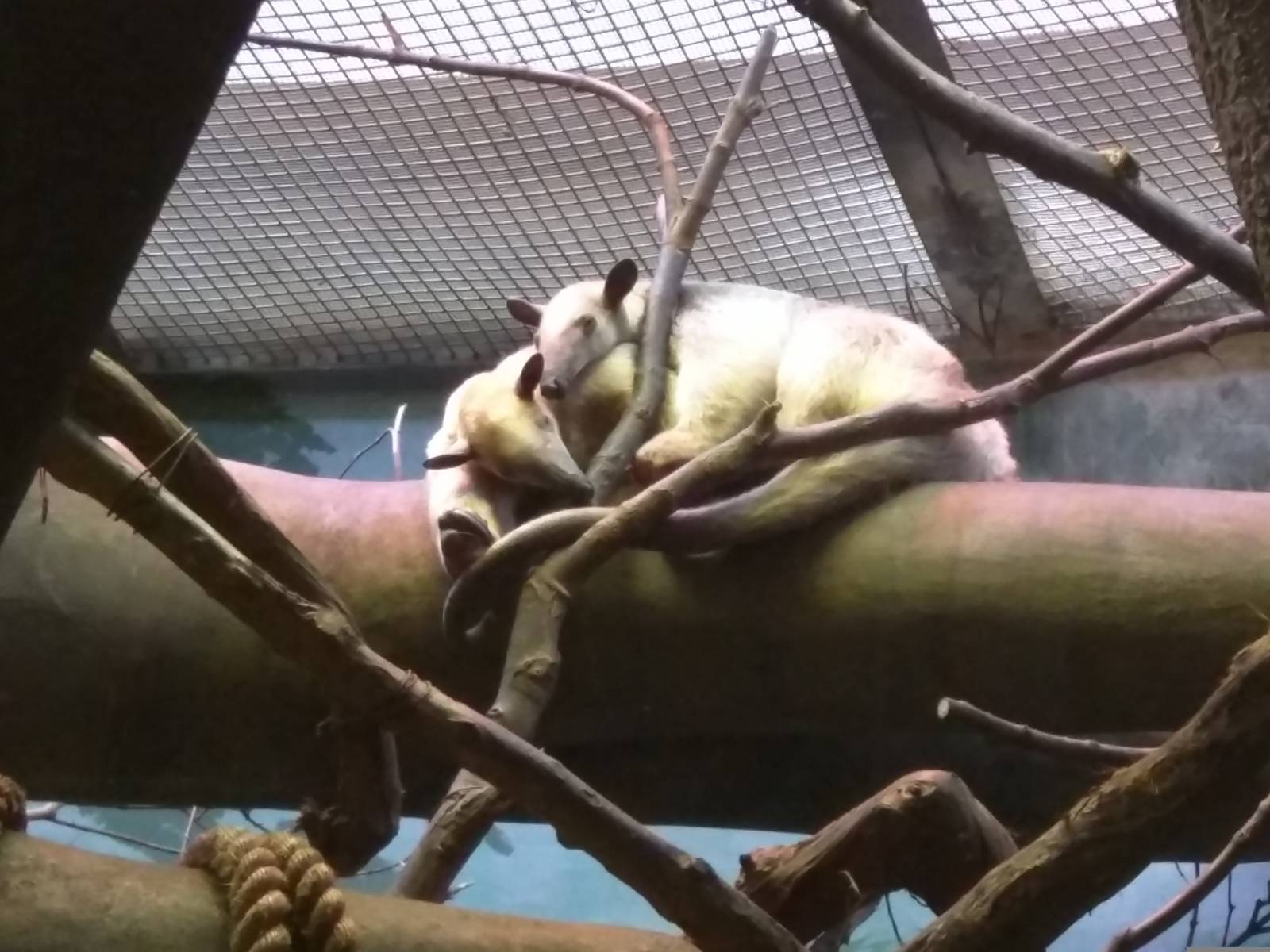 9/27/15 - Small Mammal House - Southern Tamandua