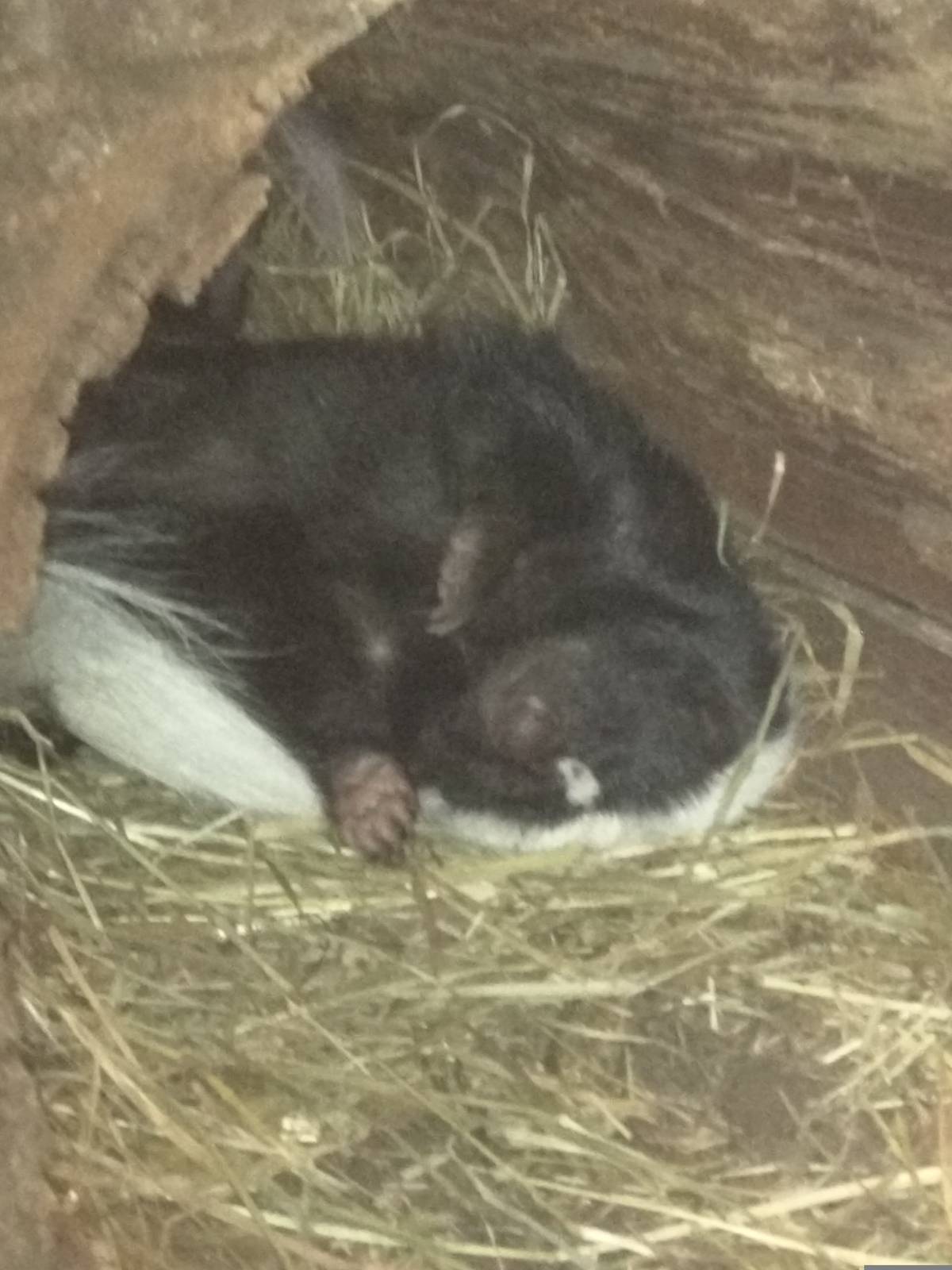 9/27/15 - Small Mammal House - Striped Skunk