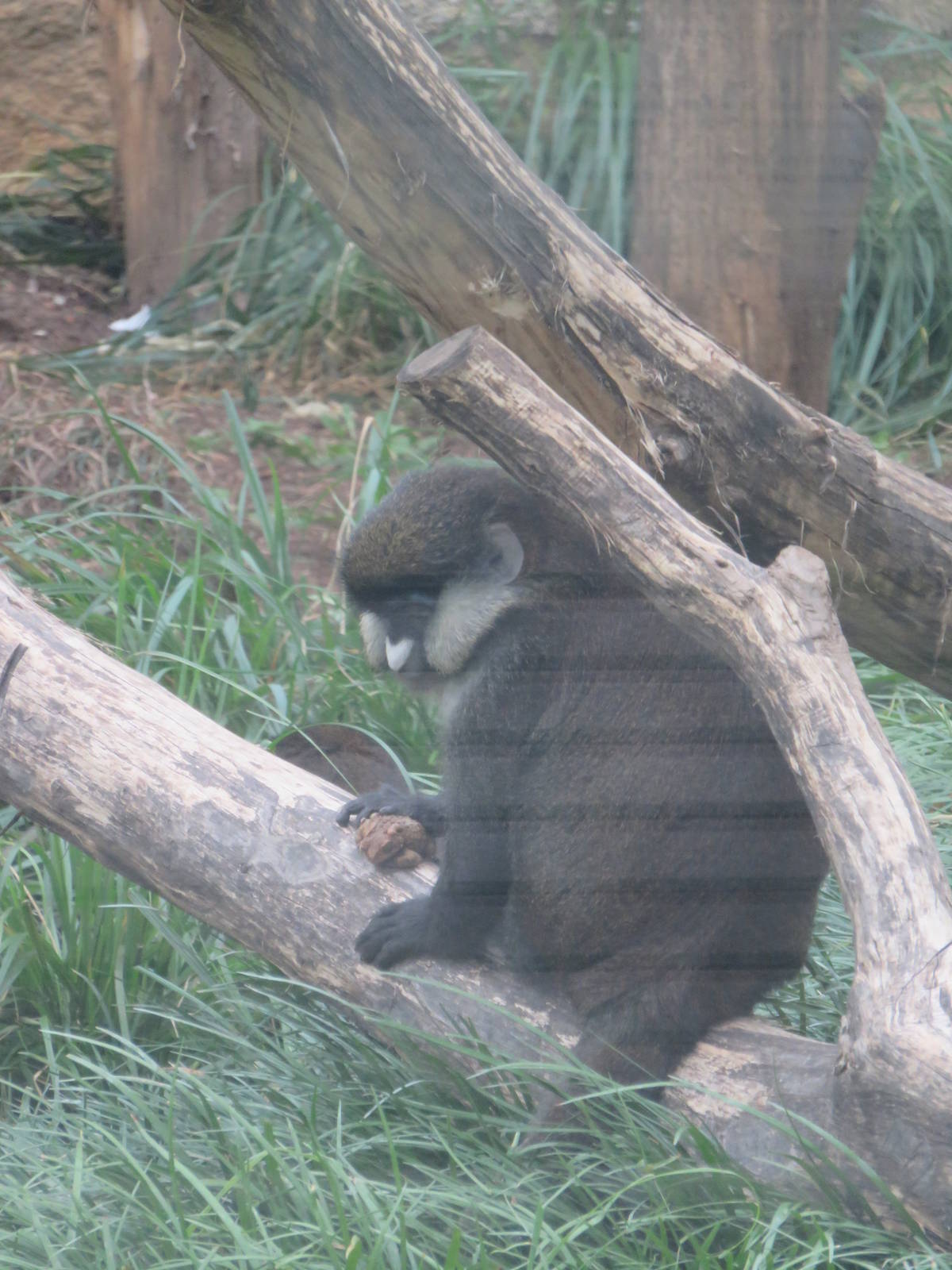 9/27/15 - Think Tank - Schmidts Red Tailed Monkey