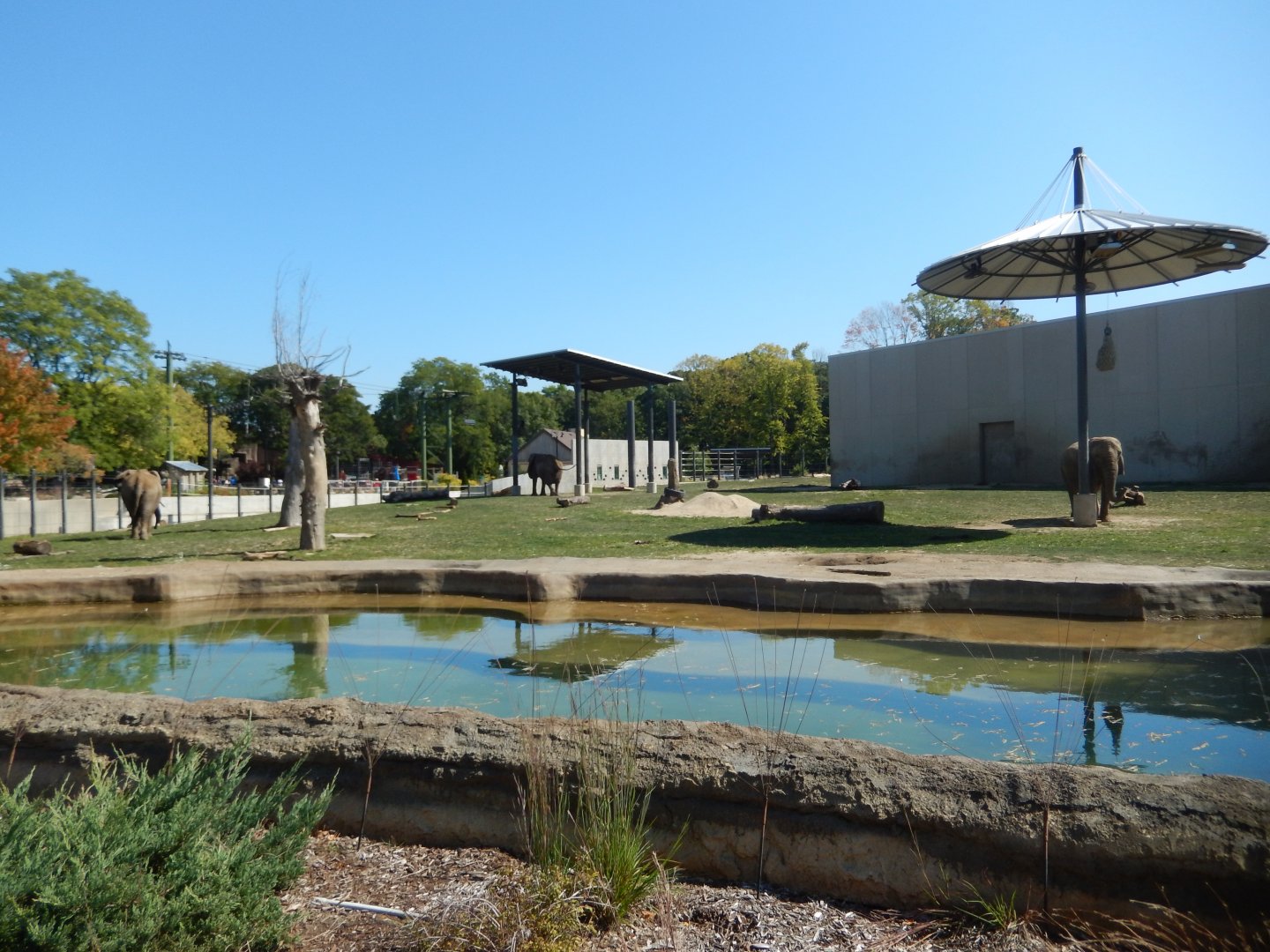 9/27/2021 - African Elephant Habitat