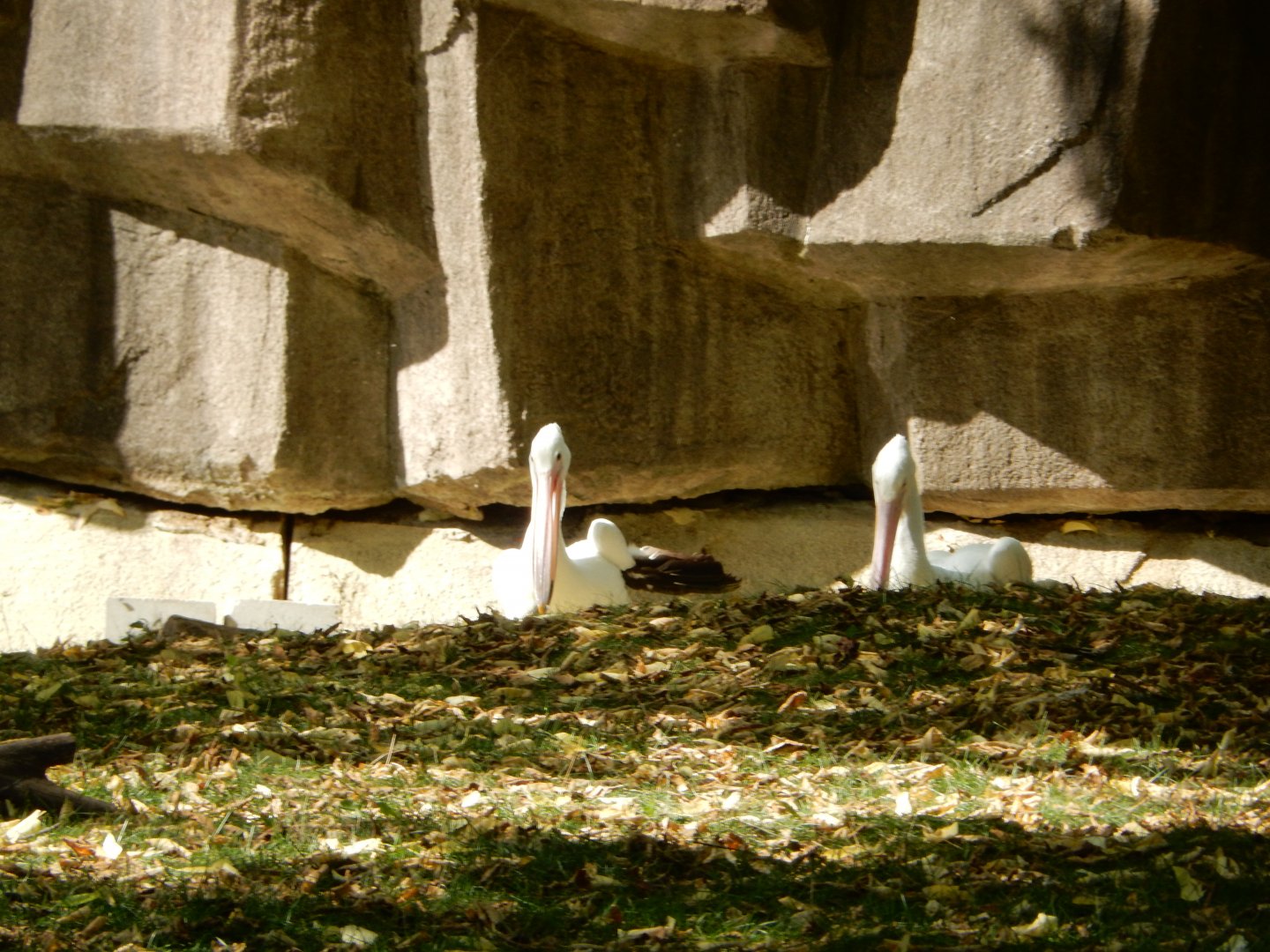 9/27/2021 - American White Pelicans