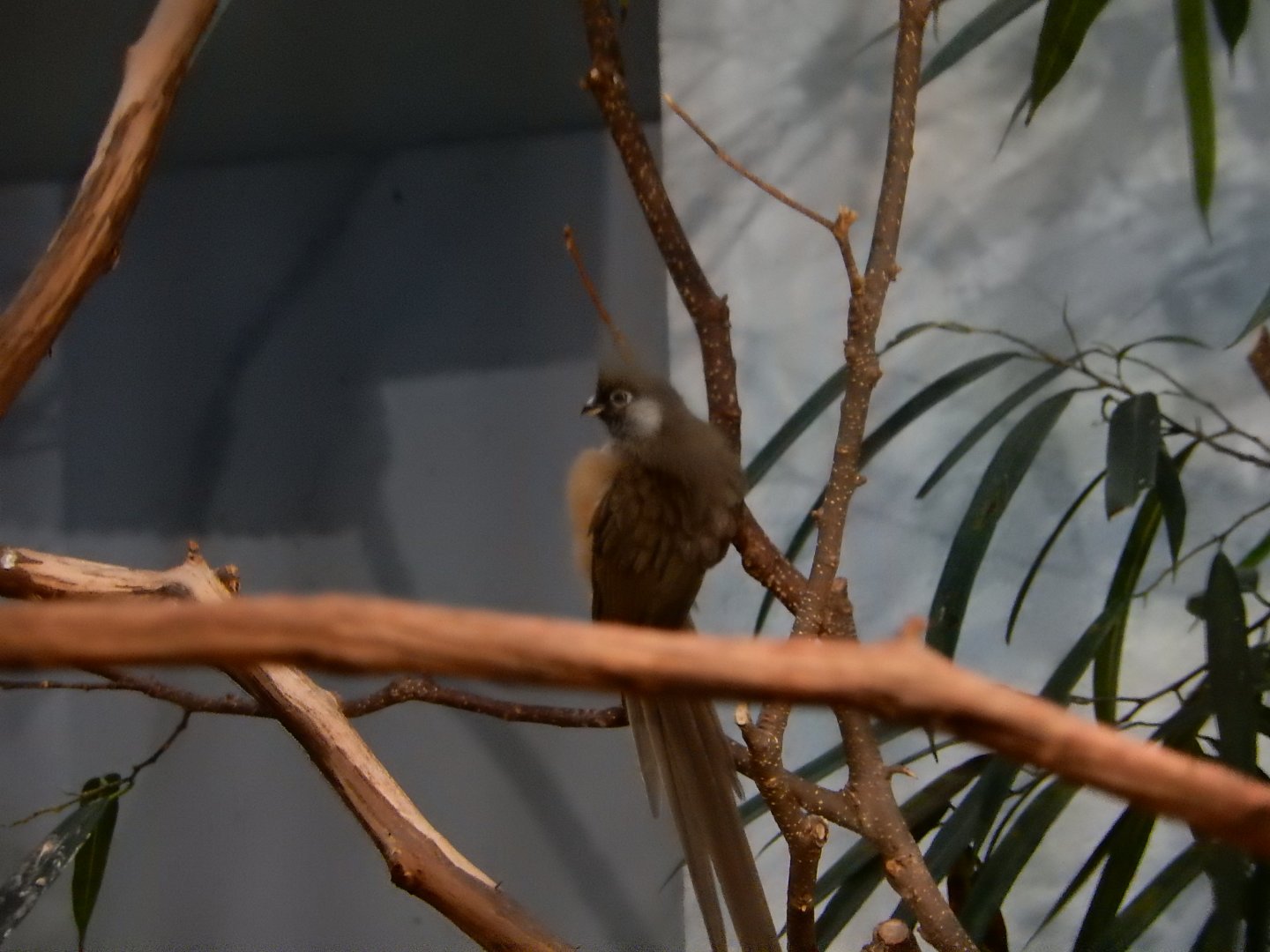 9/27/2021 - Bird Species?