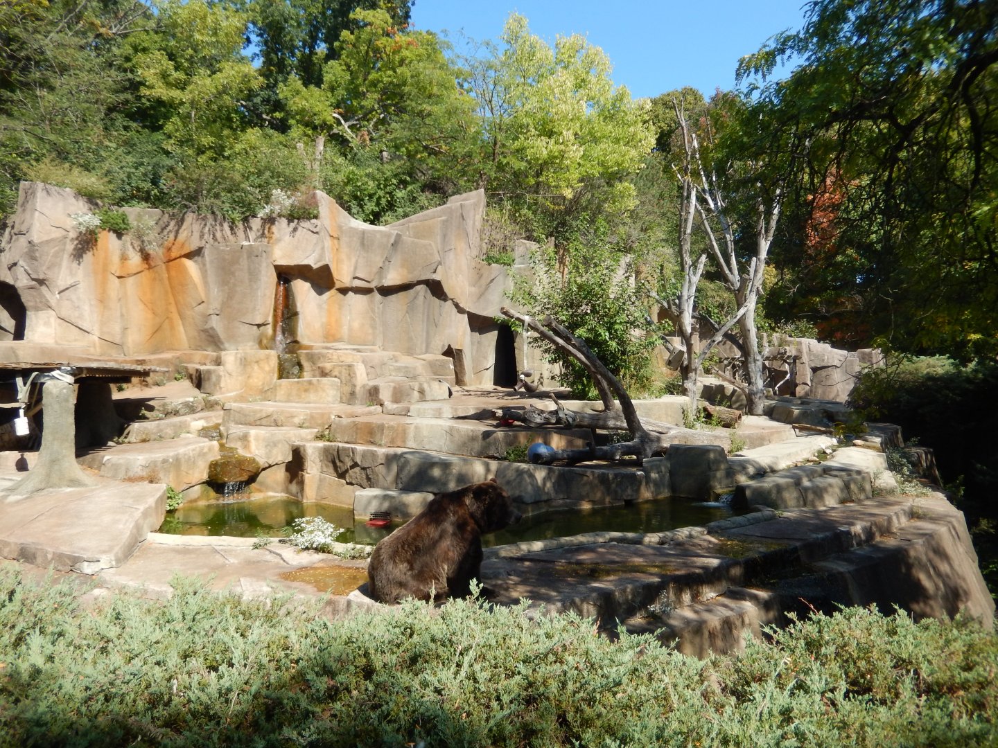 9/27/2021 - Brown Bear Exhibit