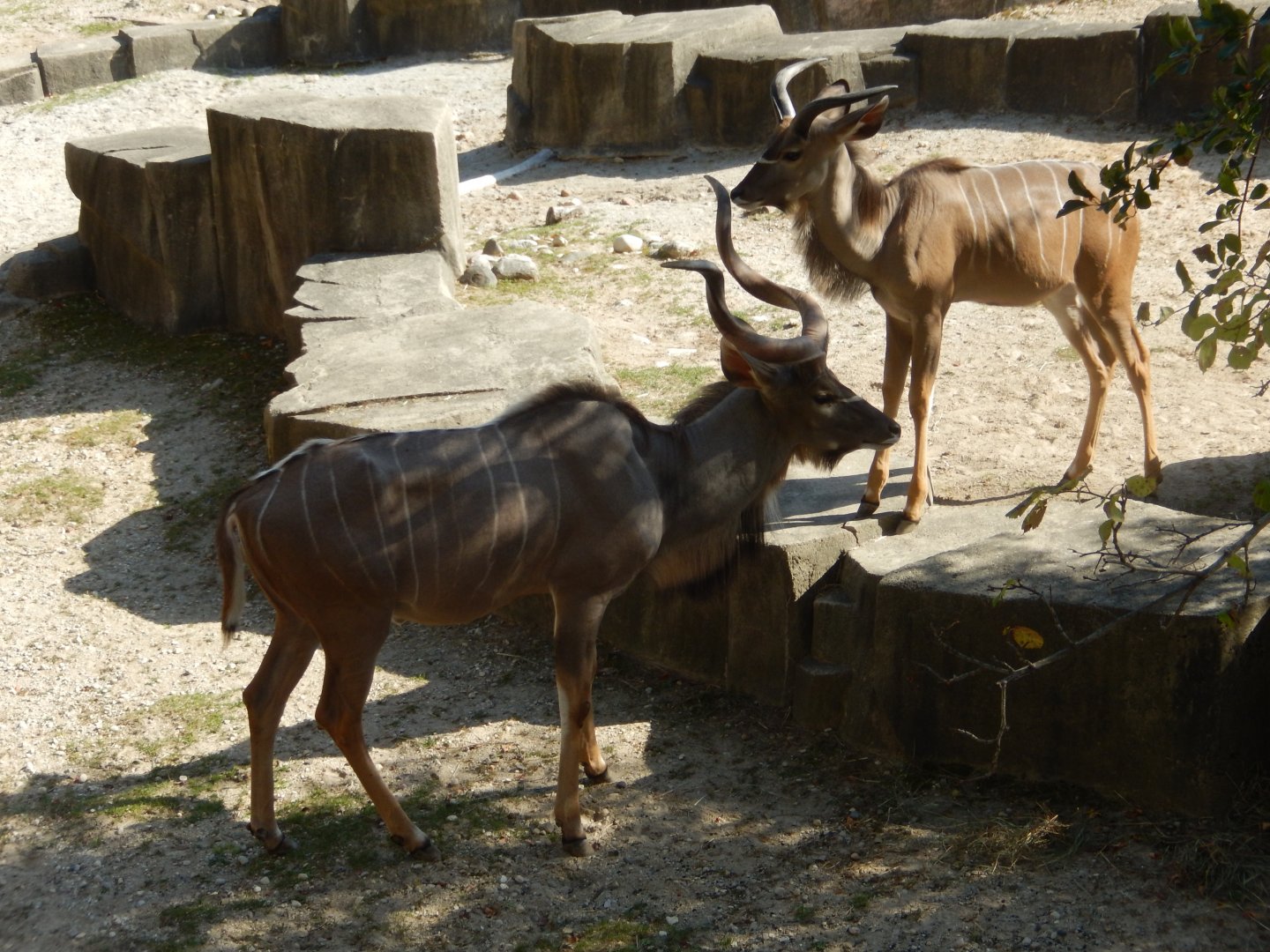 9/27/2021 - Bull Kudu