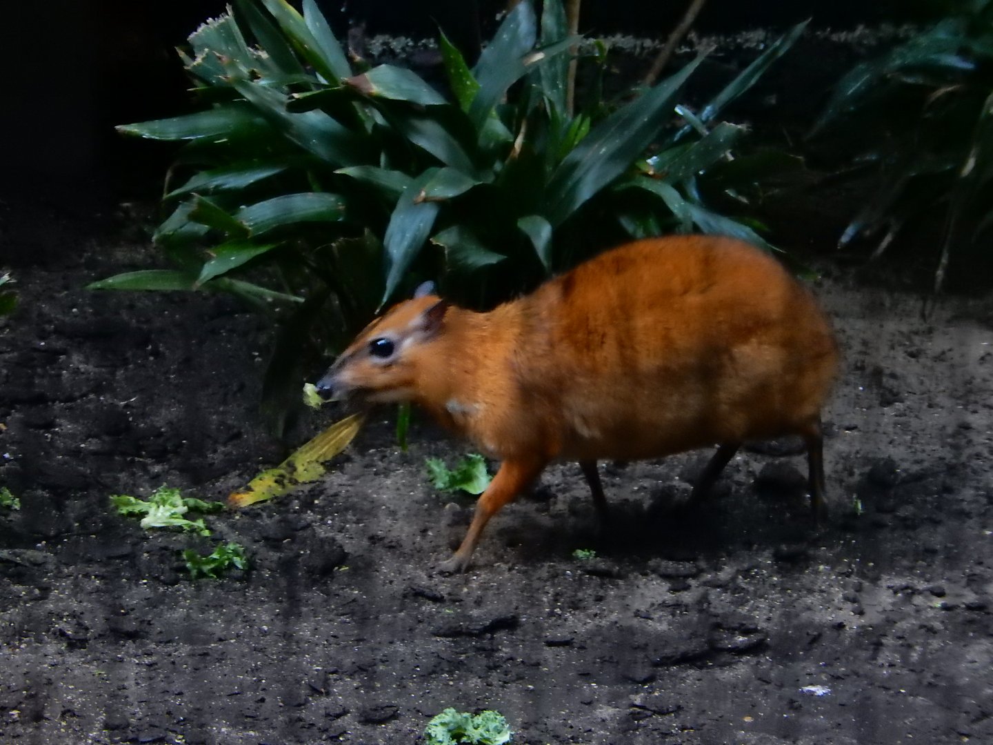 9/27/2021 - Chevrotain