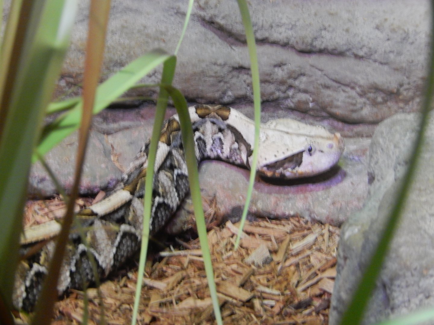 9/27/2021 - Gaboon Viper