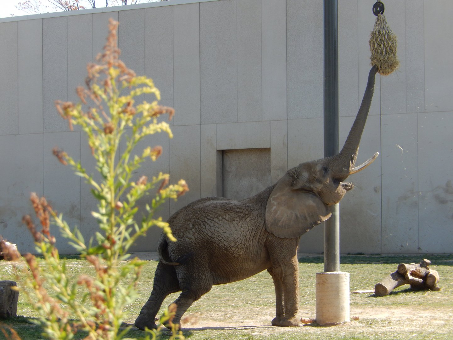 9/27/2021 - Just a Little Stretching...