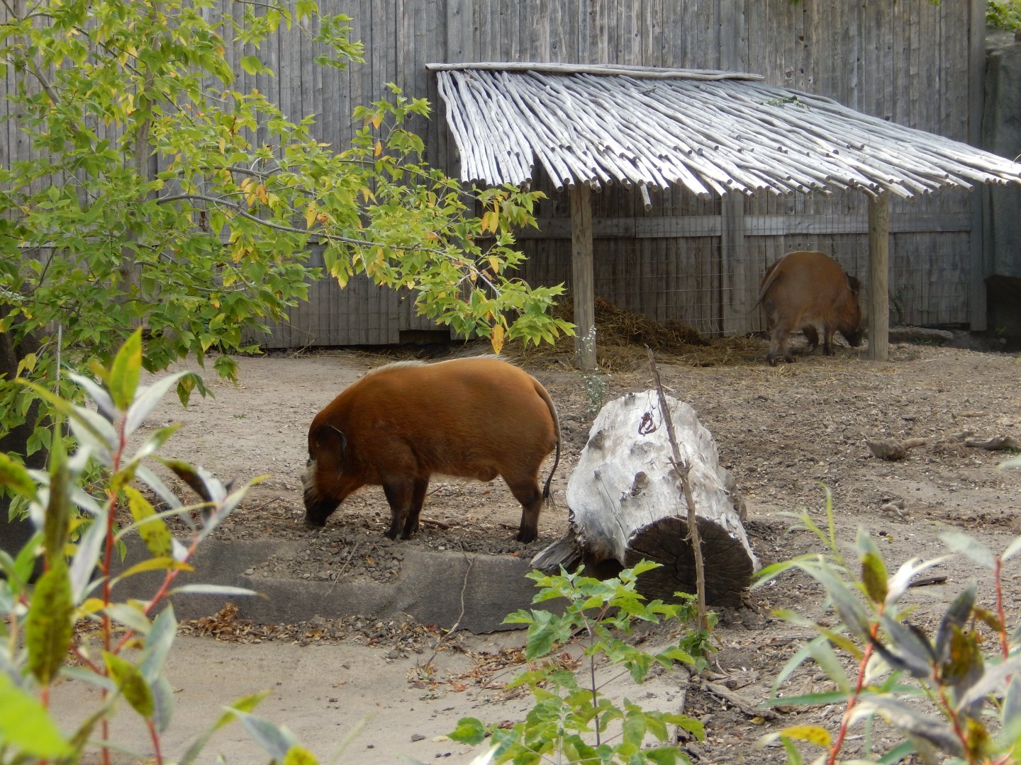 9/27/2021 - Mort and Dudley