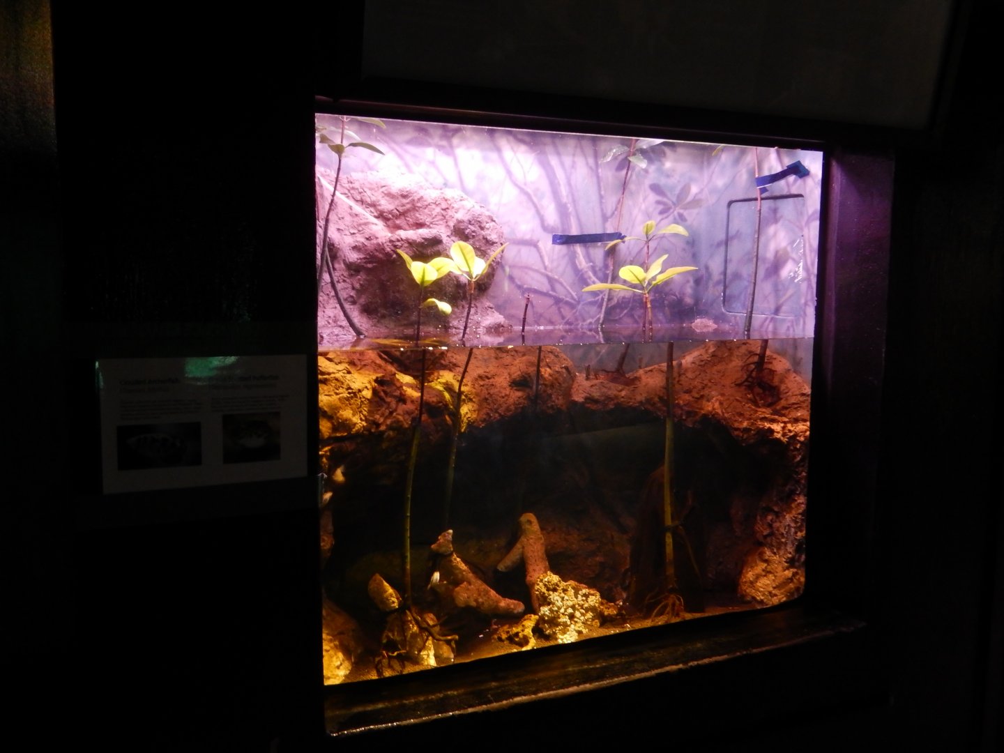 9/27/2021 - New Tank?