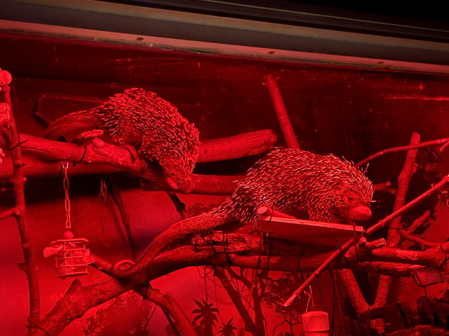 9/27/2021 - Prehensile-tailed Porcupines