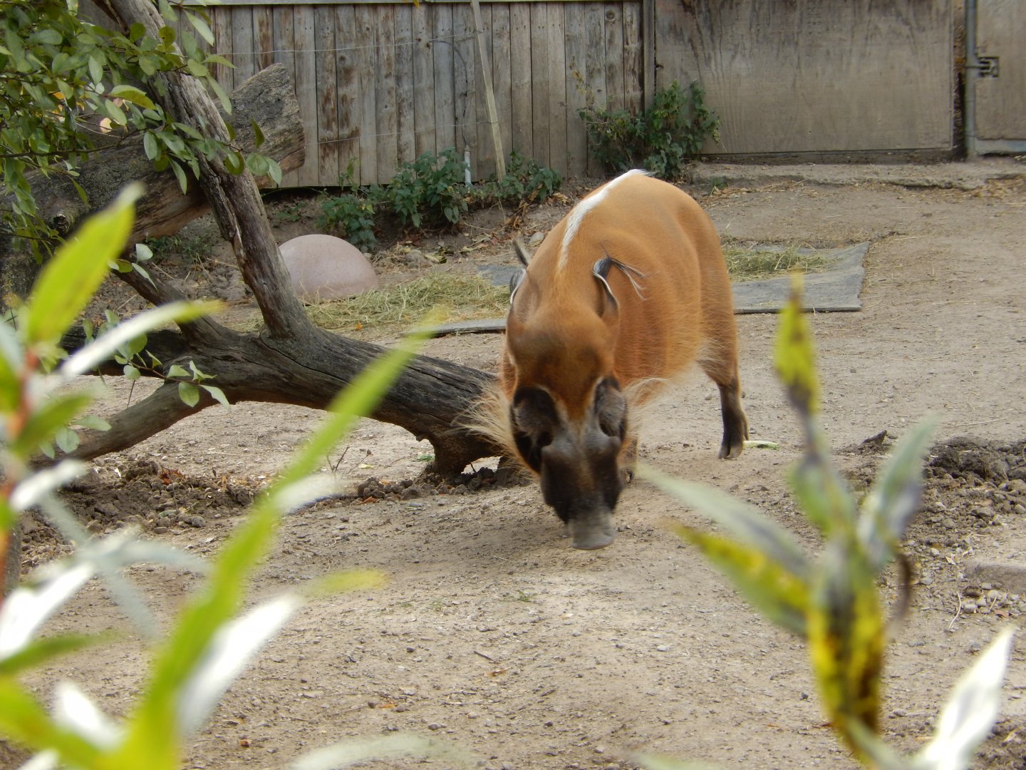 9/27/2021 - Red River Hog