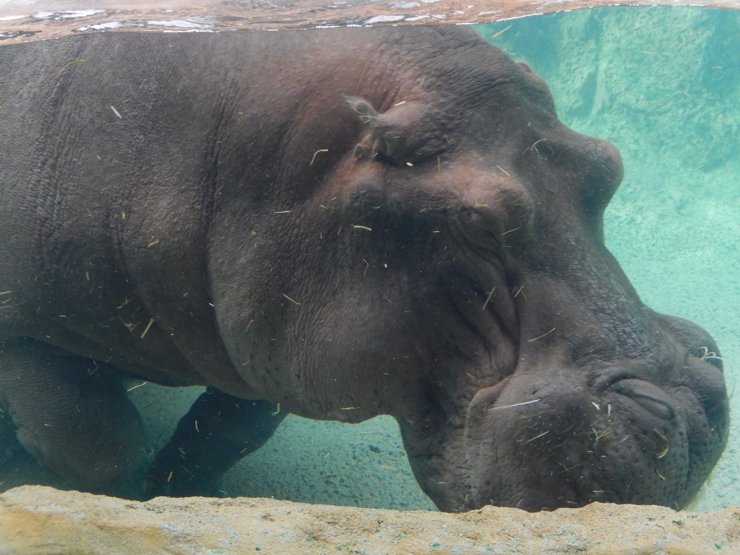 9/27/2021 - River Horse