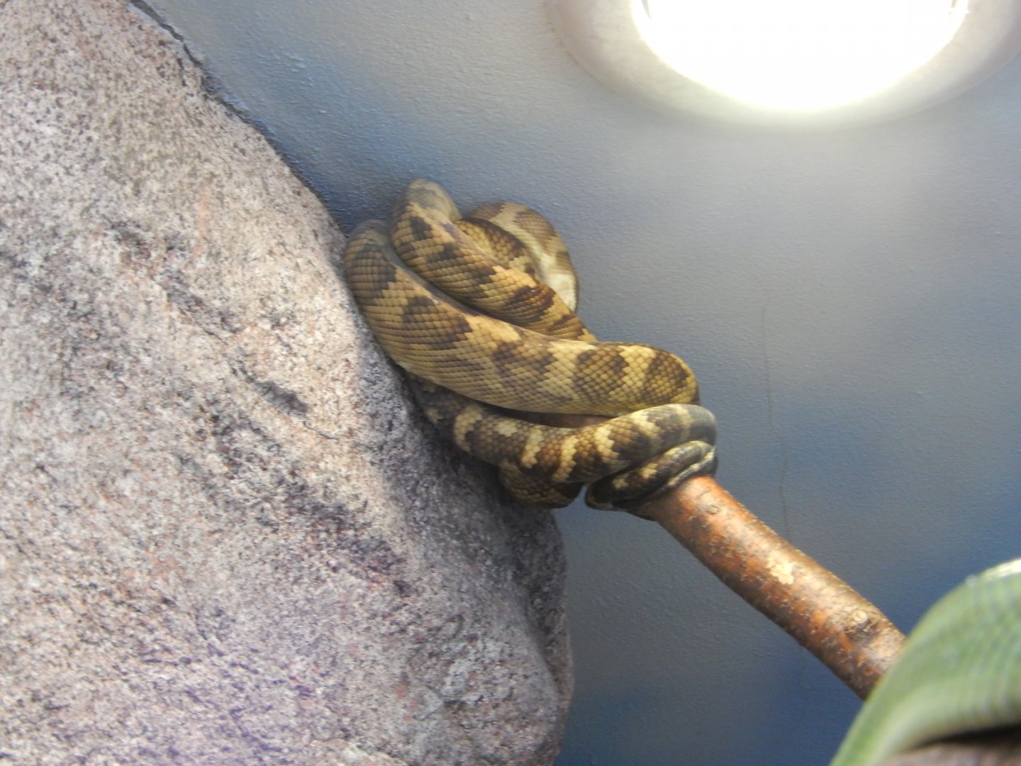 9/27/2021 - Species Help Please?