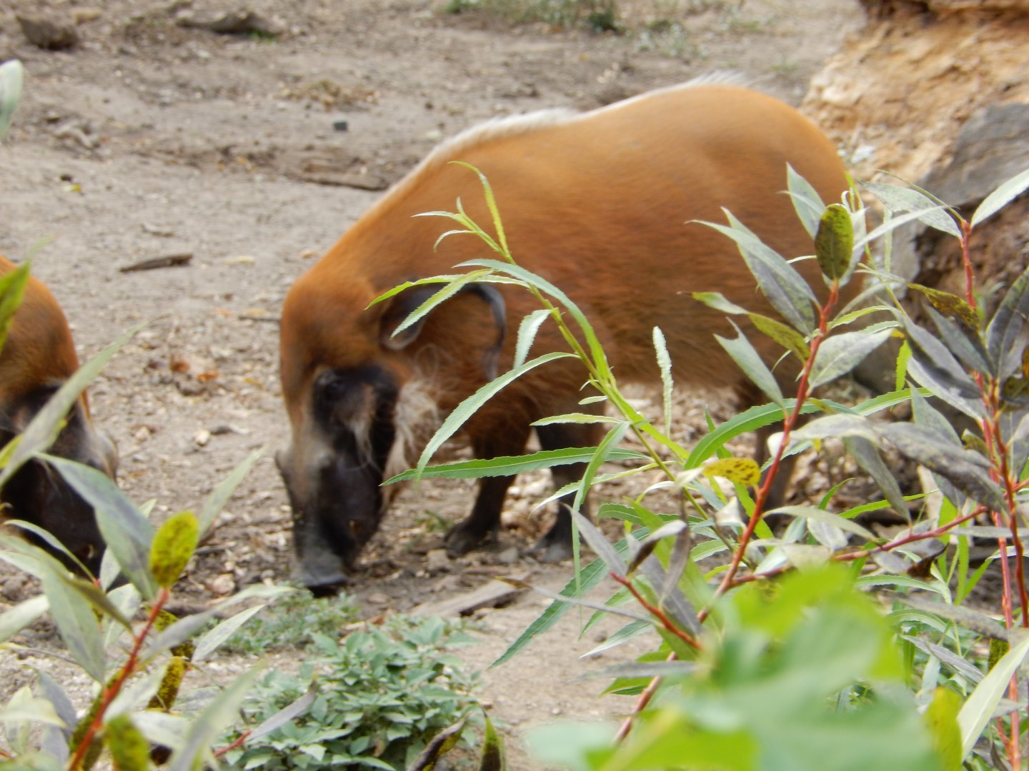 9/27/2021 - Through the Bushes