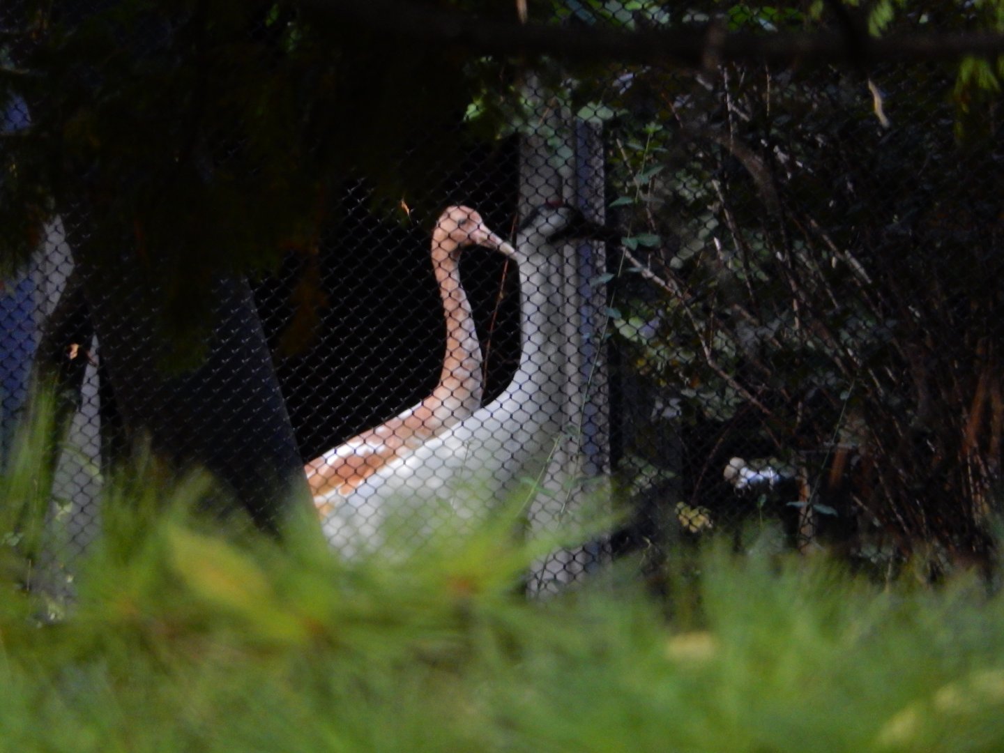 9/27/2021 - Whooping Cranes