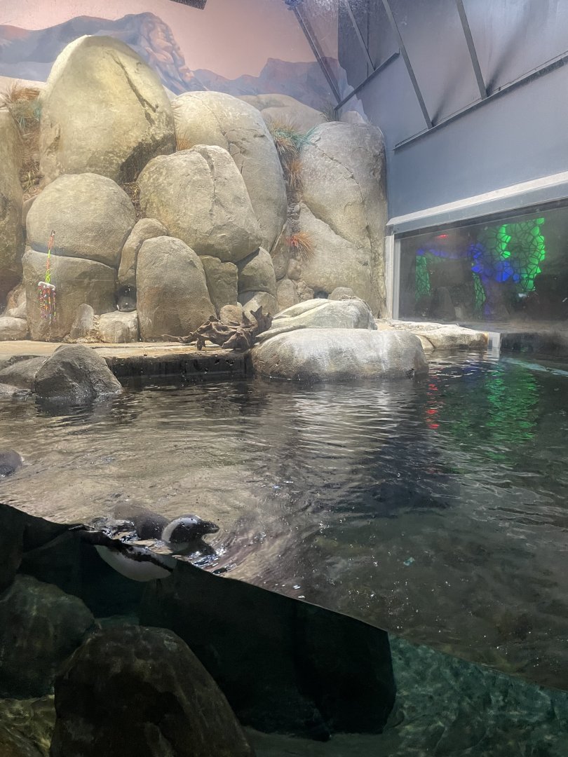 9/28/2024 - African Penguin Habitat