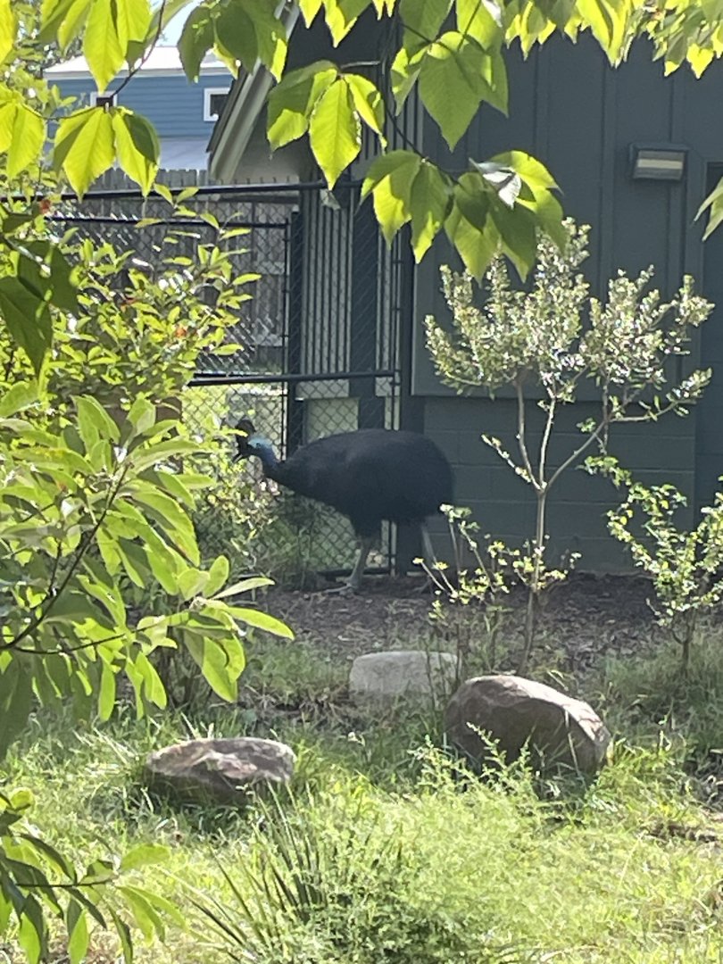 9/28/2024 - Cassowary