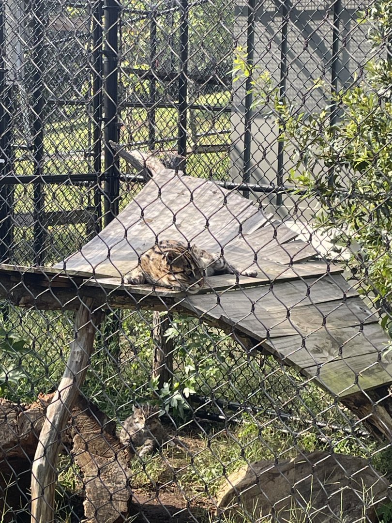 9/28/2024 - Fishing Cat