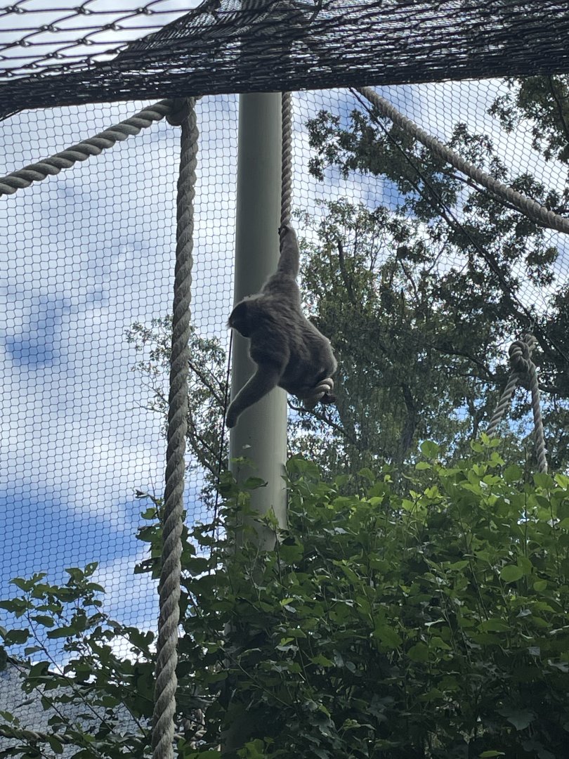 9/28/2024 - Javan Gibbon