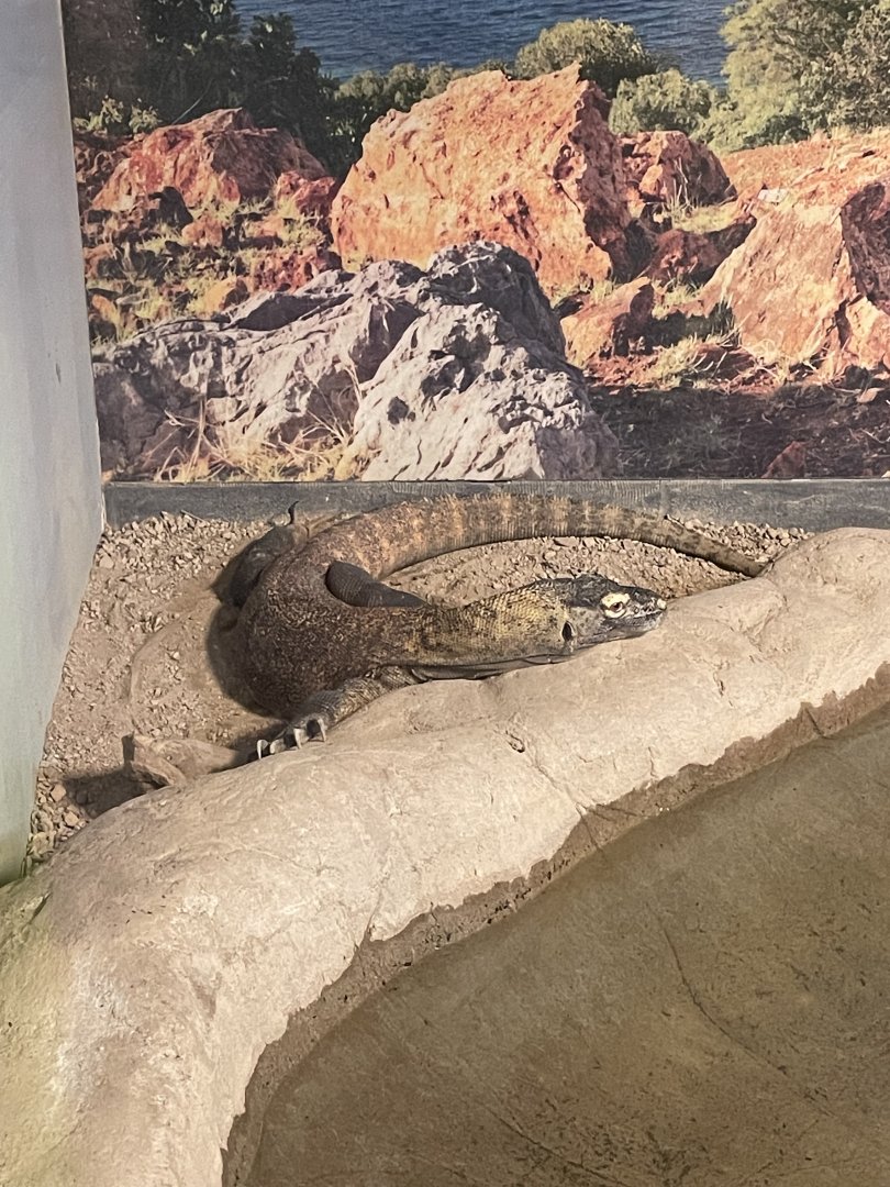 9/28/2024 - Komodo Dragon