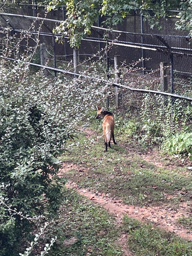 9/28/2024 - Maned Wolf