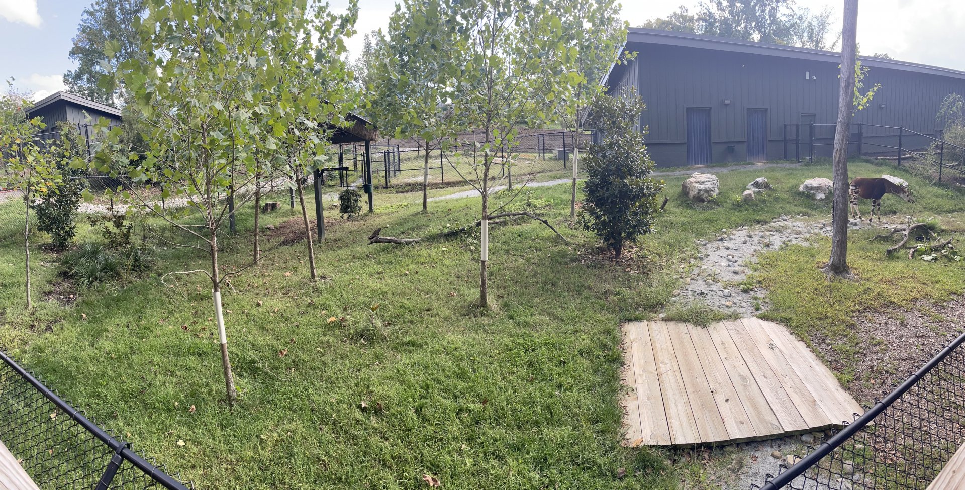 9/28/2024 - Okapi & Southern Ground Hornbill Paddock