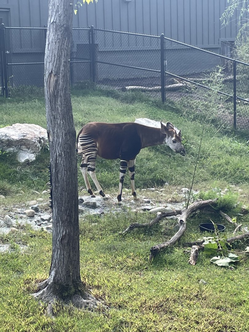 9/28/2024 - Okapi