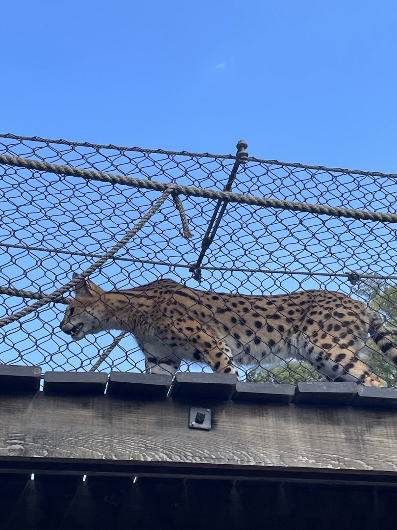 9/28/2024 - Serval Overhead!