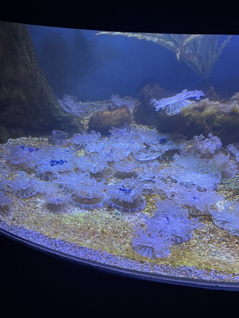 9/28/2024 - Upside Down Jellies